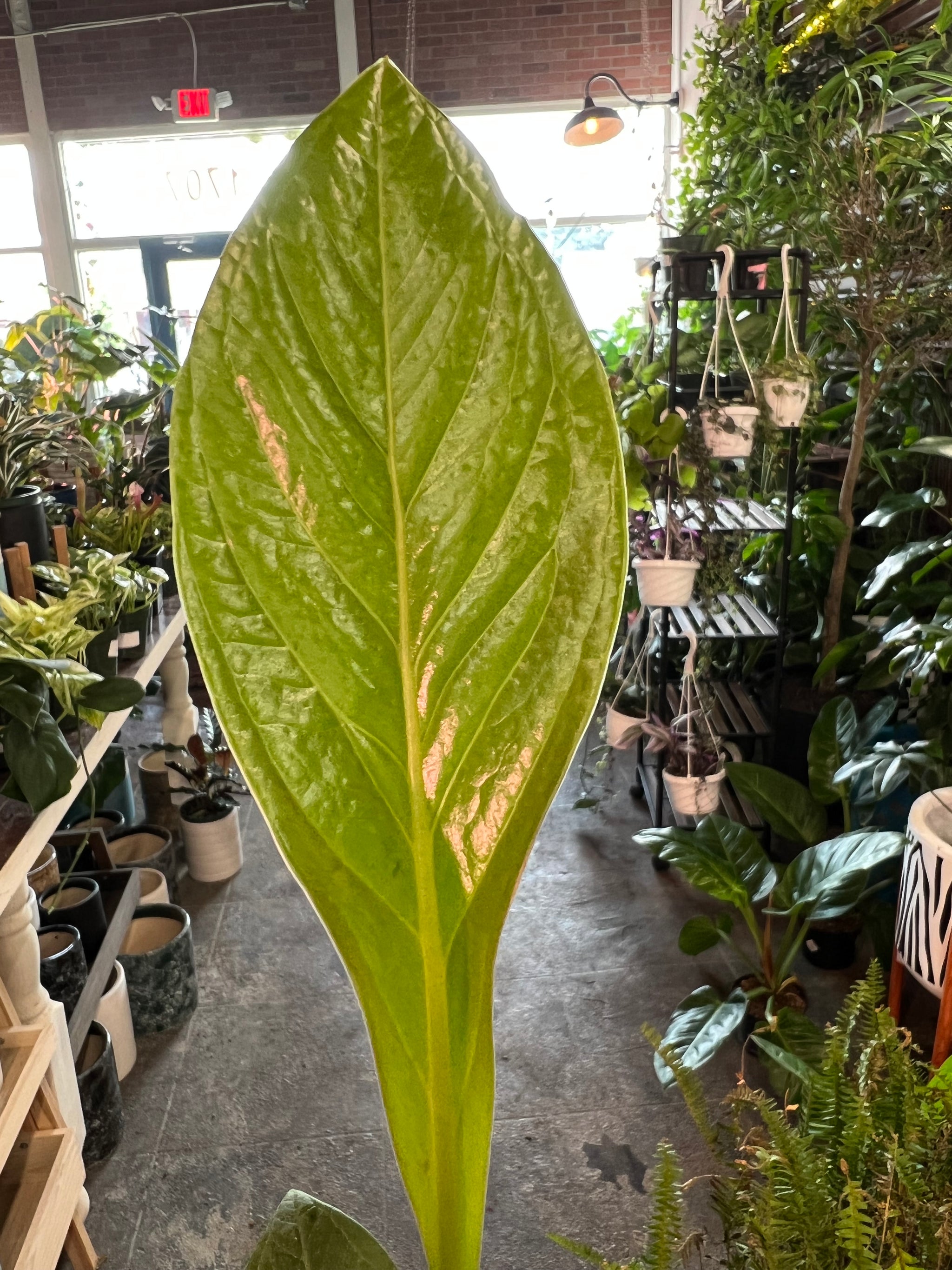 anthurium cardboard varieties Anthurium Superbum 4" – UPshining