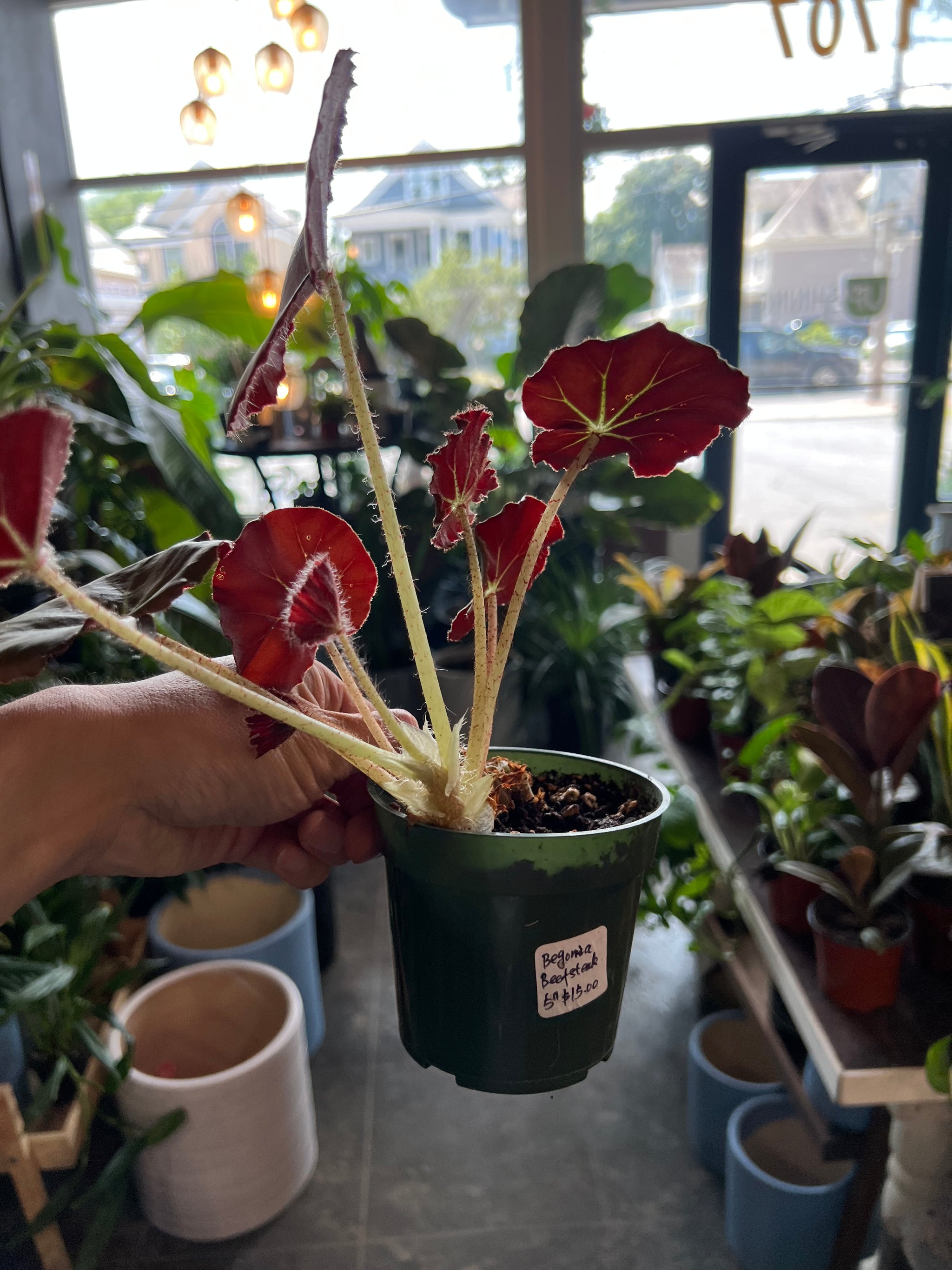 Begonia – UPshining