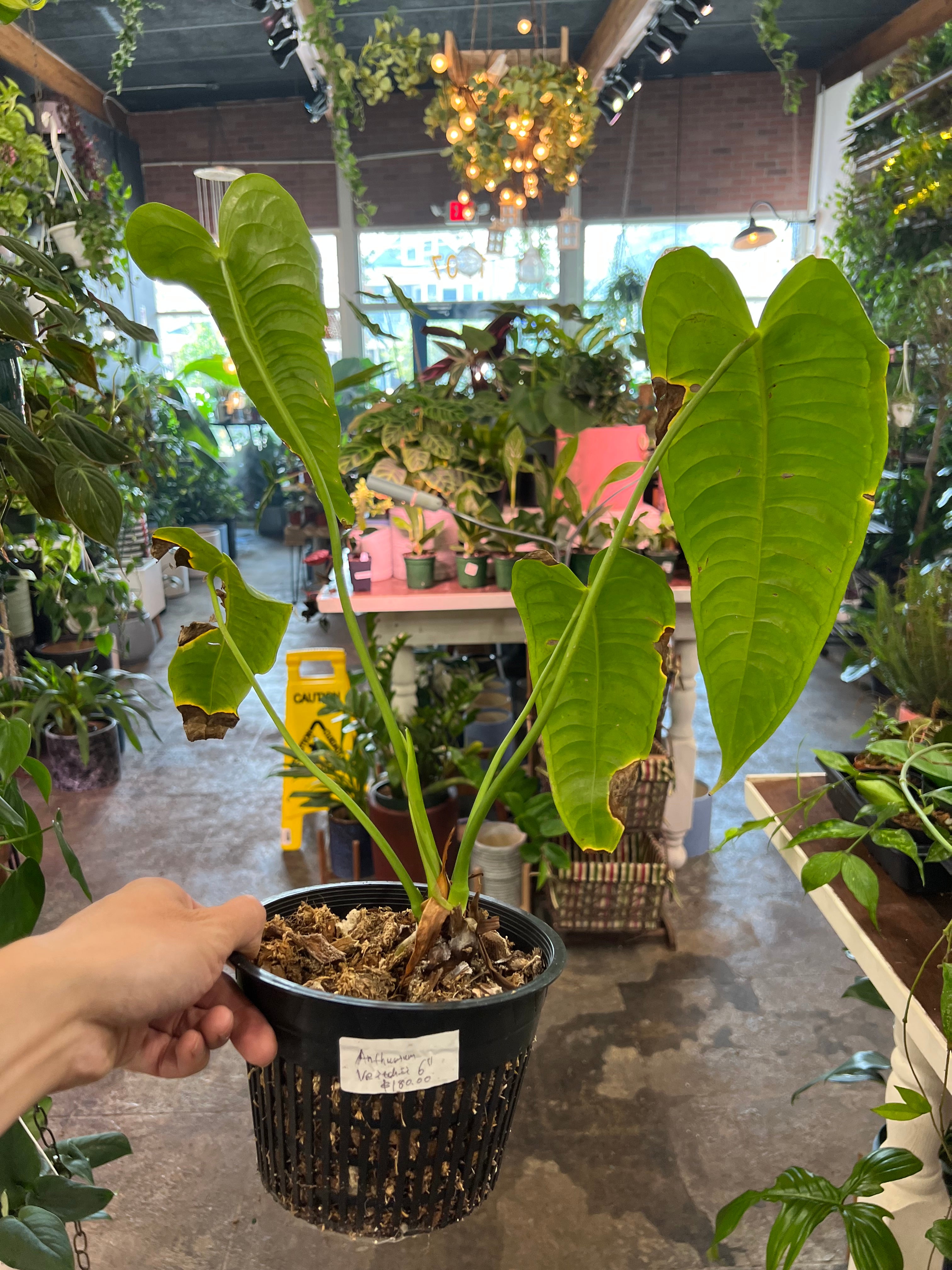 6 anthurium Anthurium Veitchii 6"