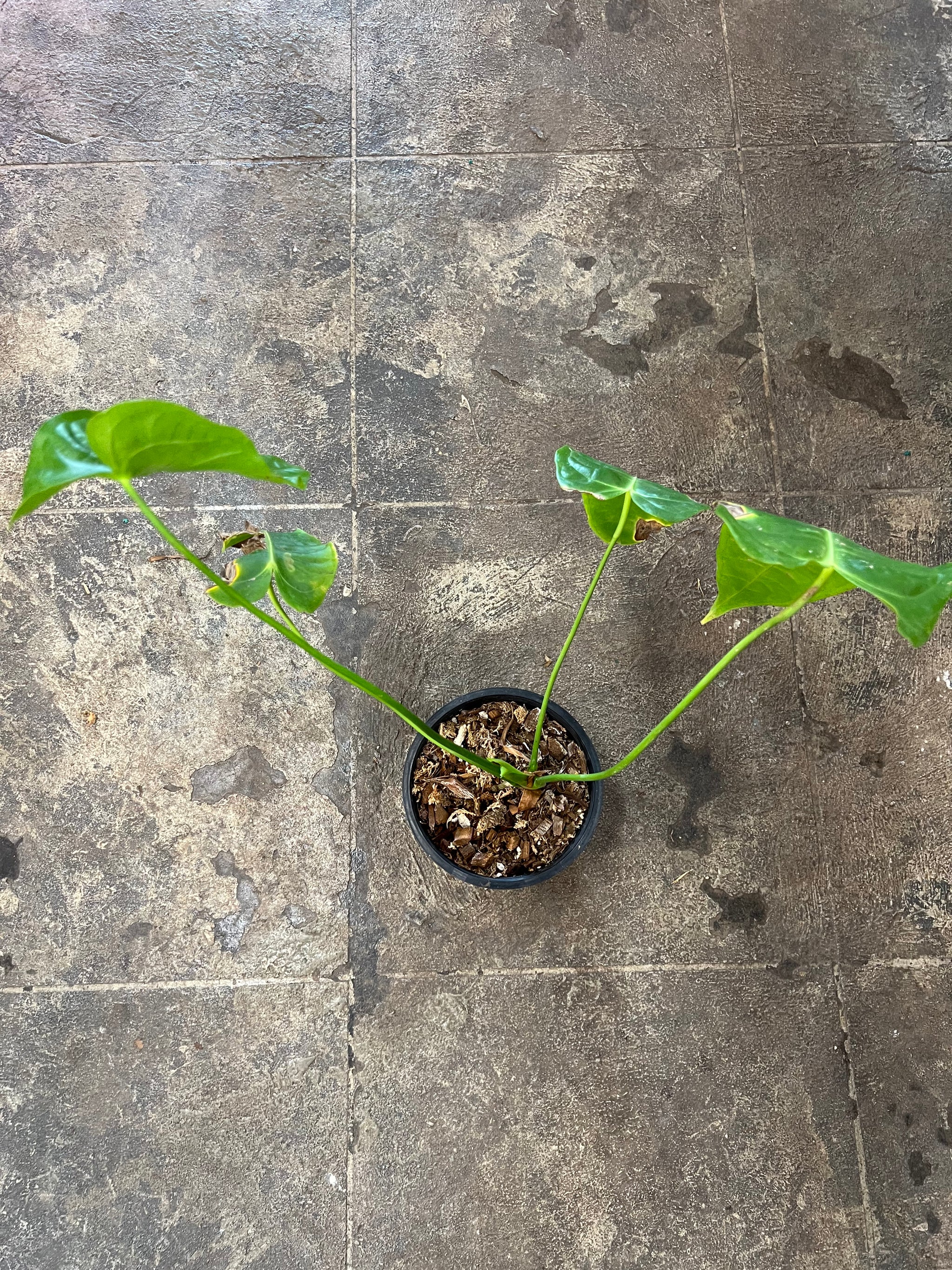anthurium veitchii 6 Anthurium Veitchii 6" – UPshining
