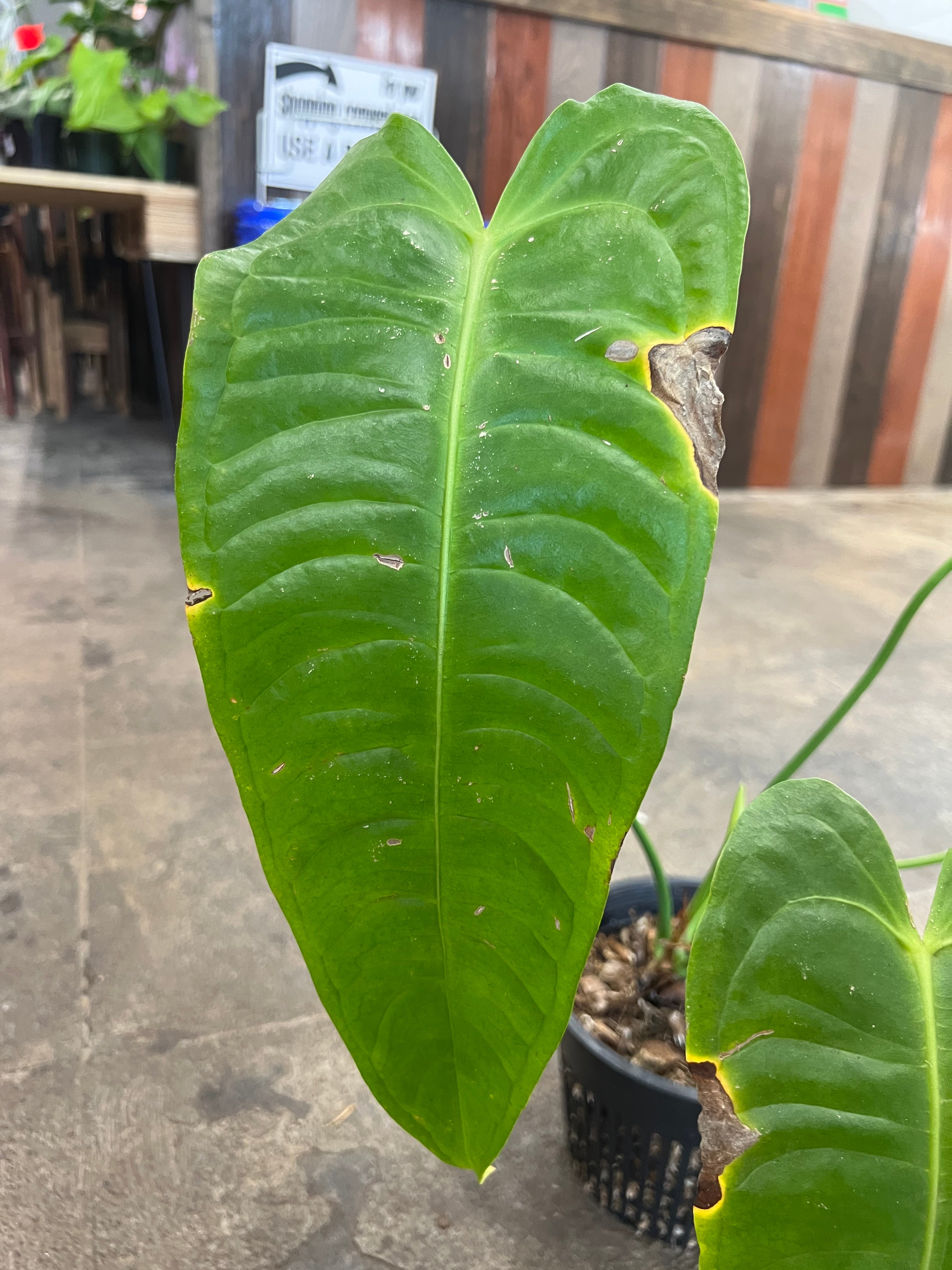 philodendron veitchii Anthurium Veitchii 6" – UPshining