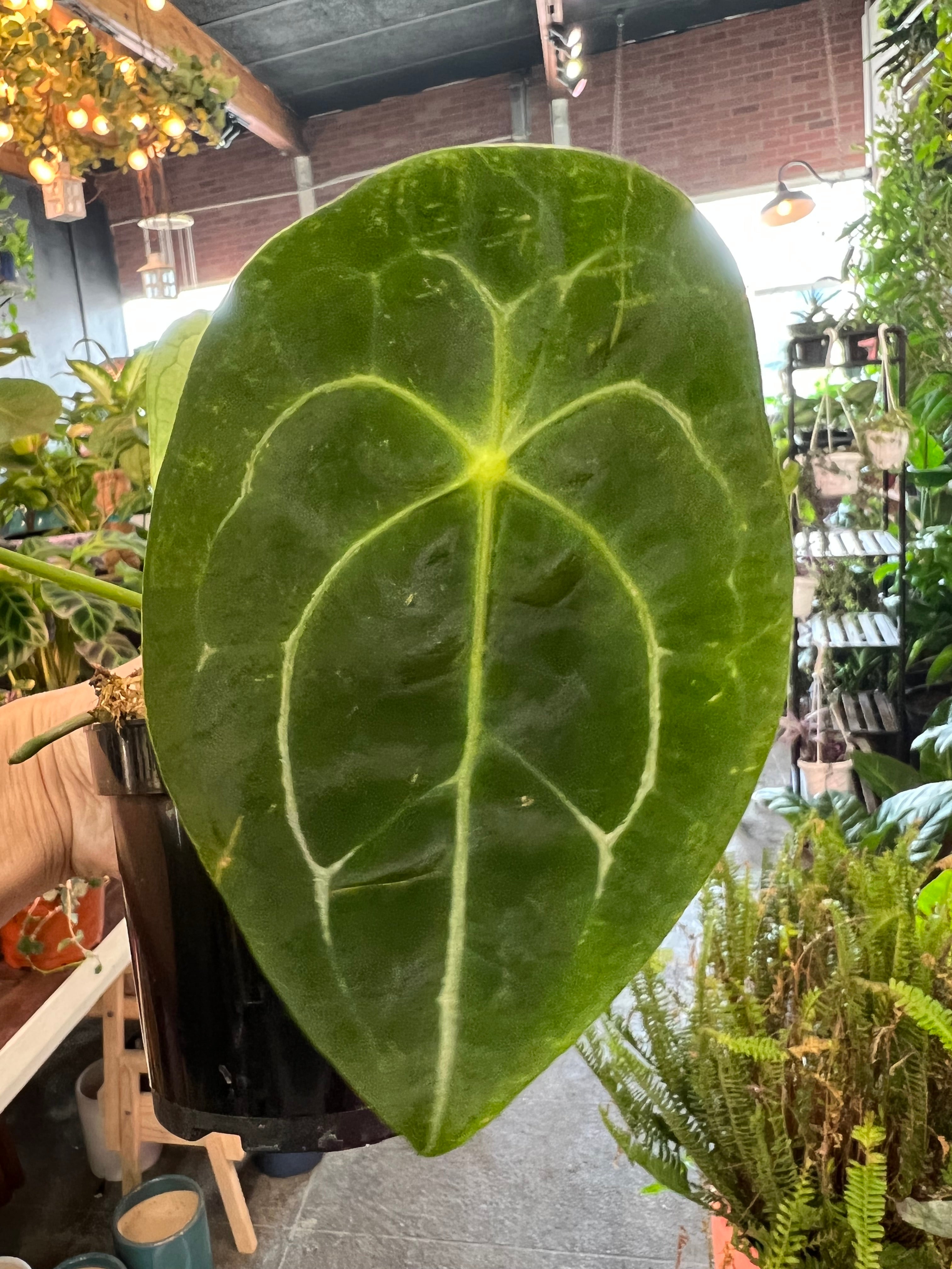 anthurium forgetii flower Anthurium Forgetii 5"