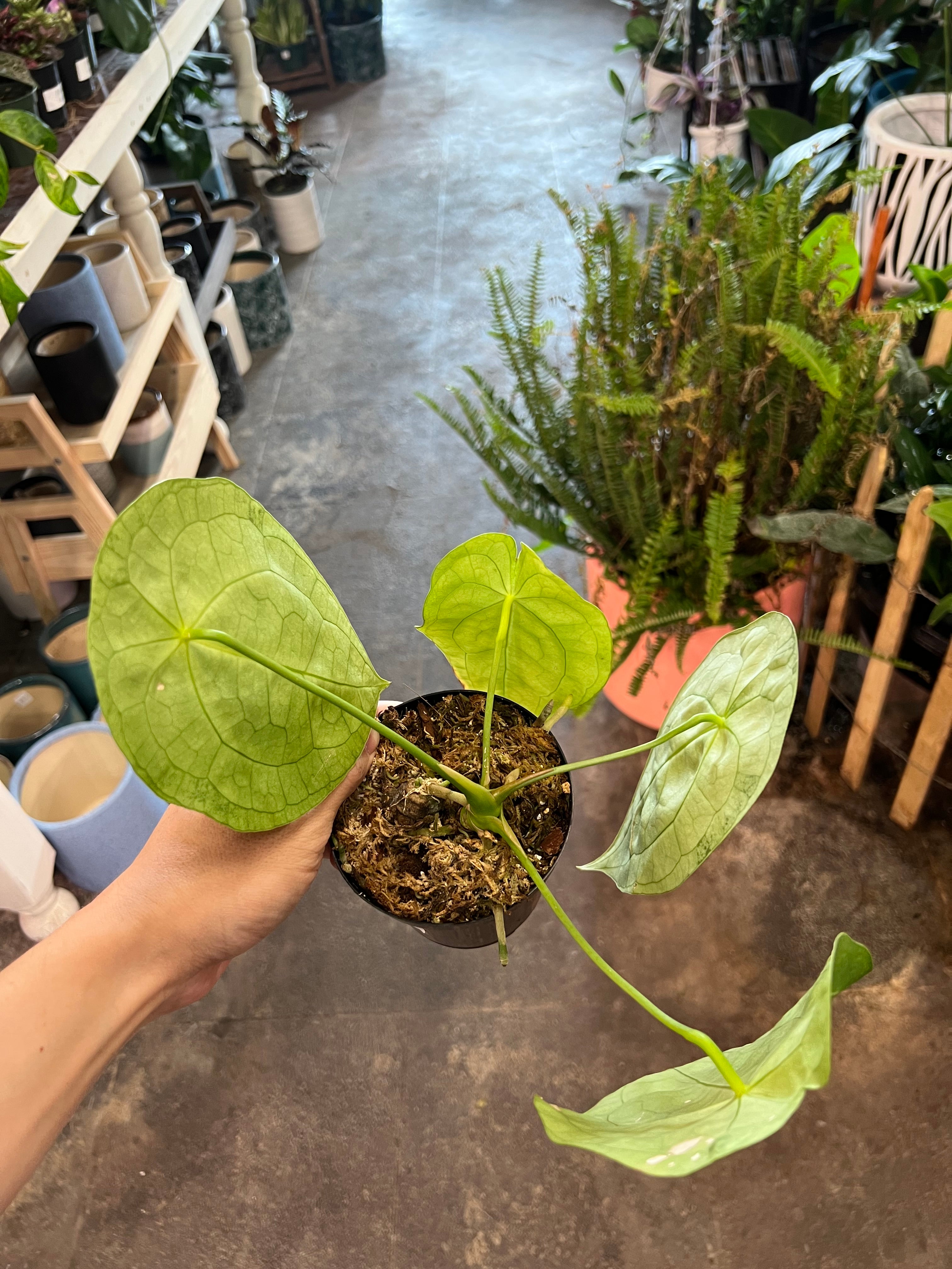chinese anthurium plant Anthurium Forgetii 5"