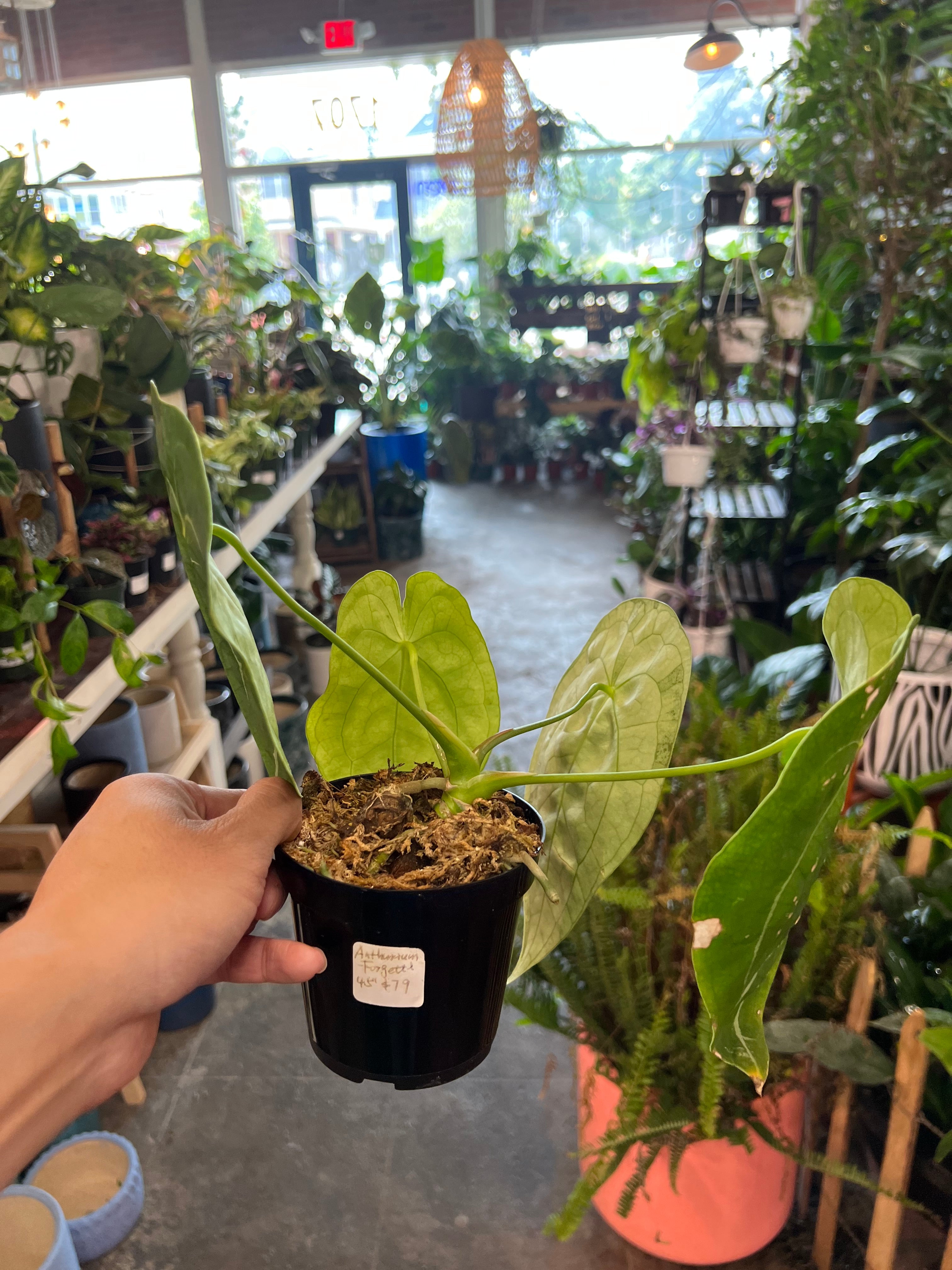 philodendron forgetii Anthurium Forgetii 5" – UPshining