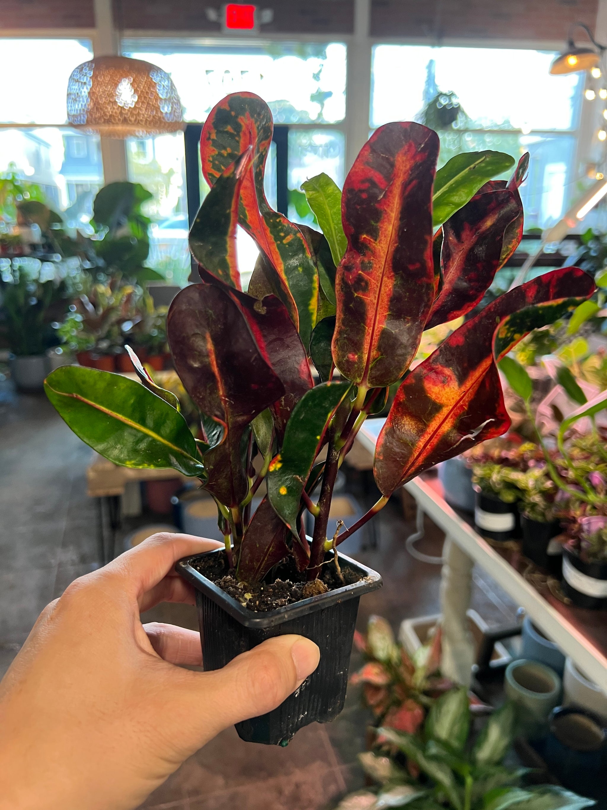 variegated mammy croton Croton Mammy 3"