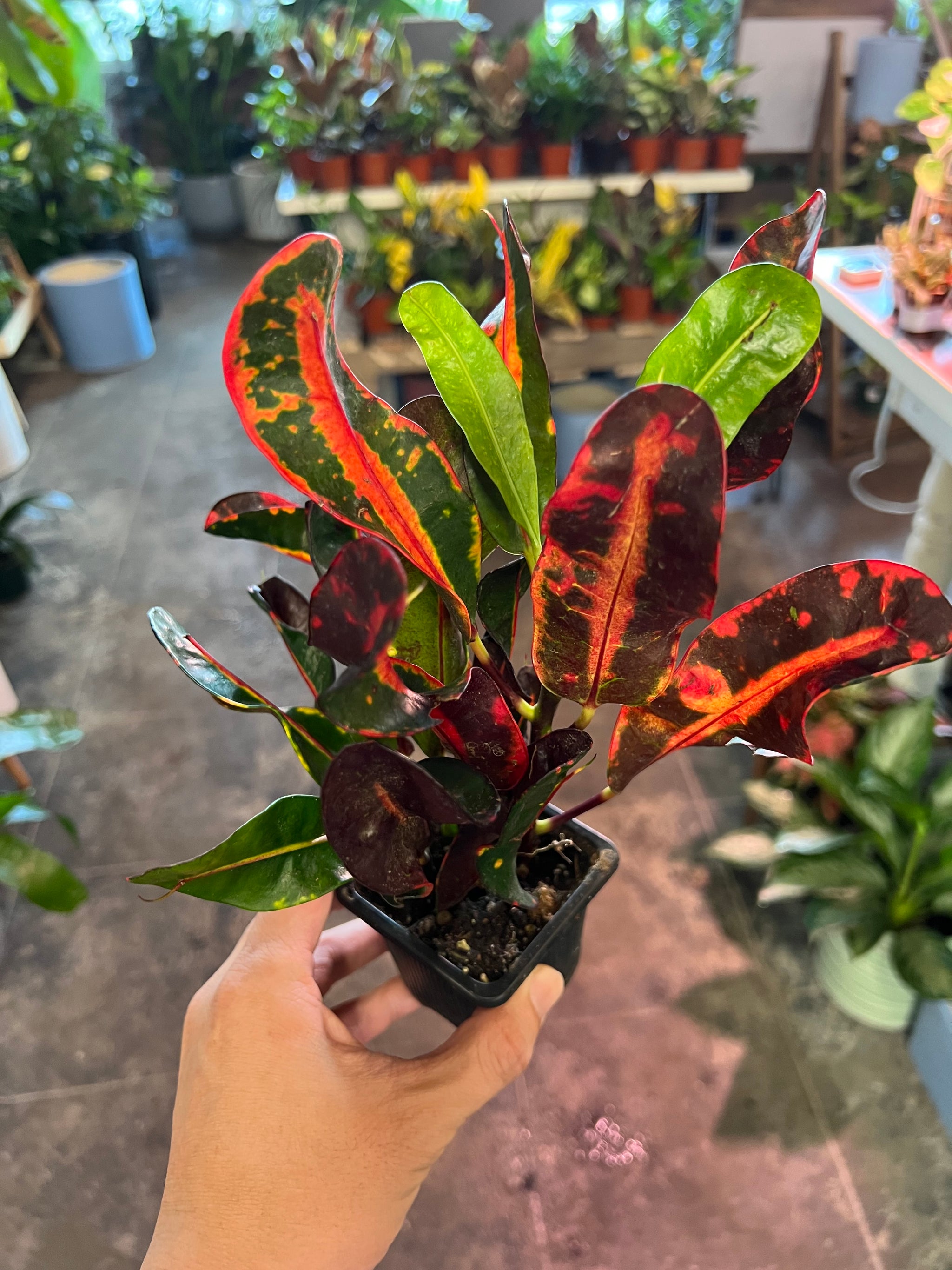 Croton Mammy 3