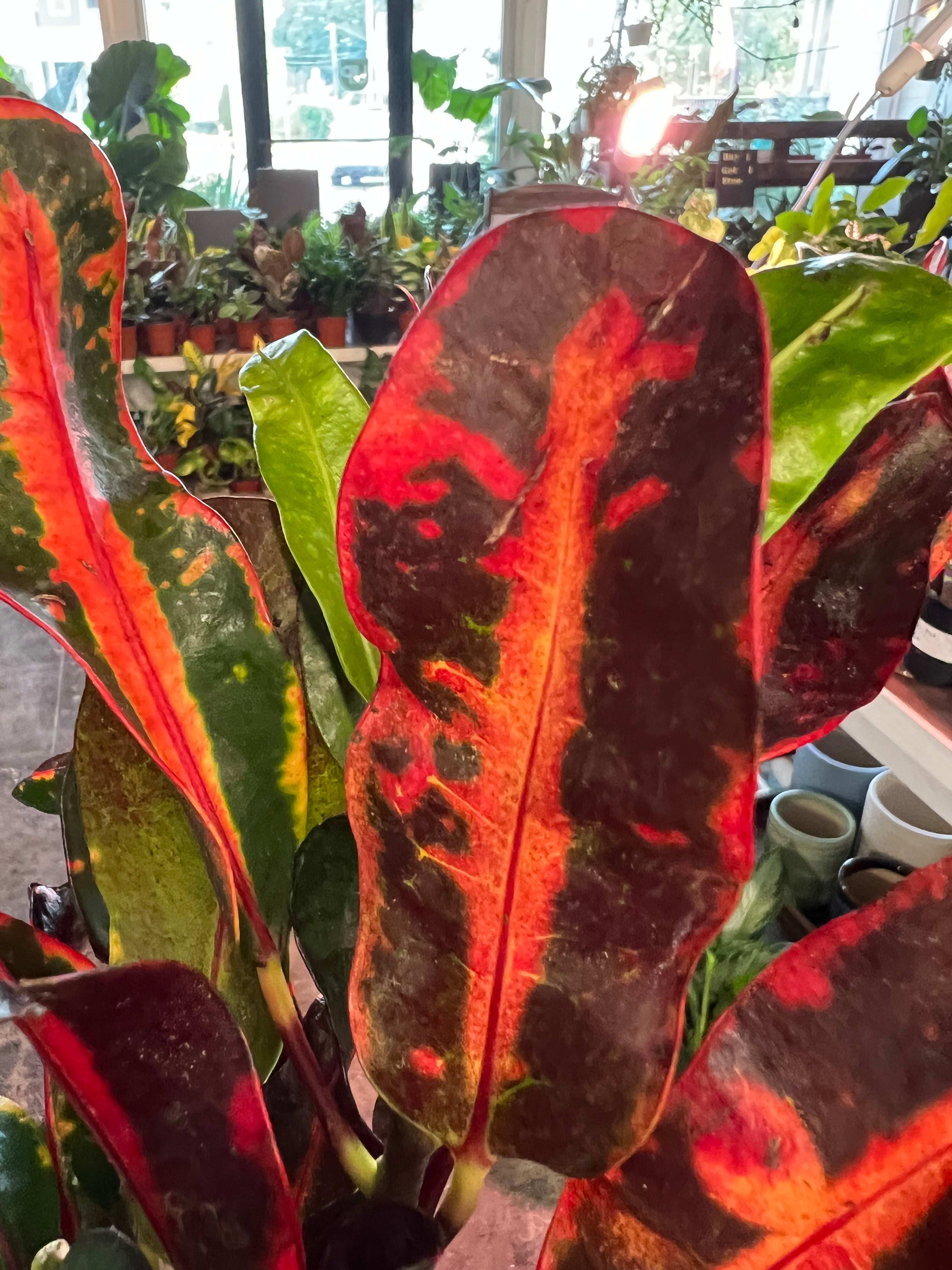 3 gallon mammy croton Croton Mammy 3" – UPshining