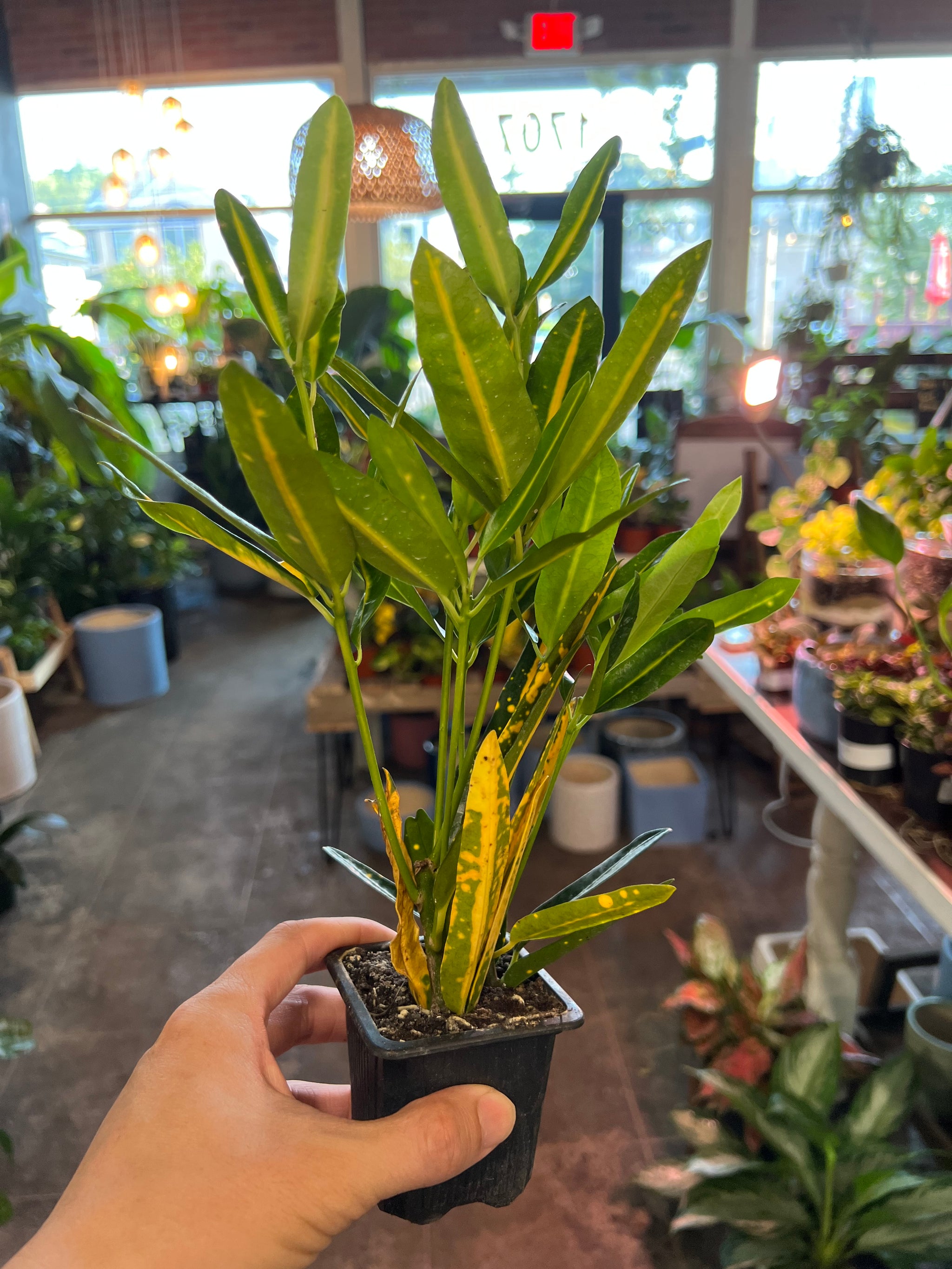 Croton Banana 3