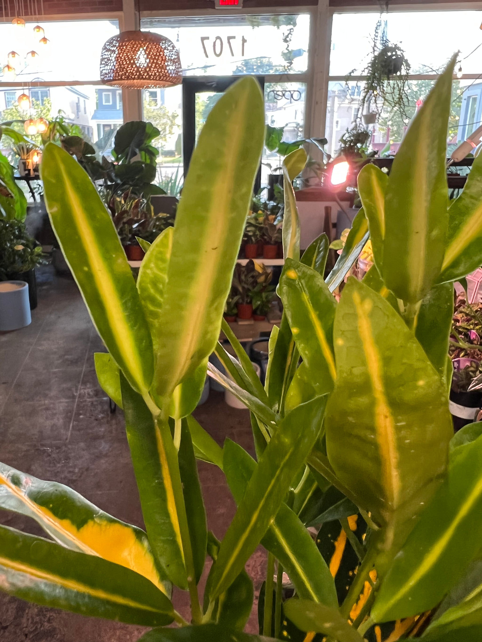 chinese money plants for sale Money Tree Plant