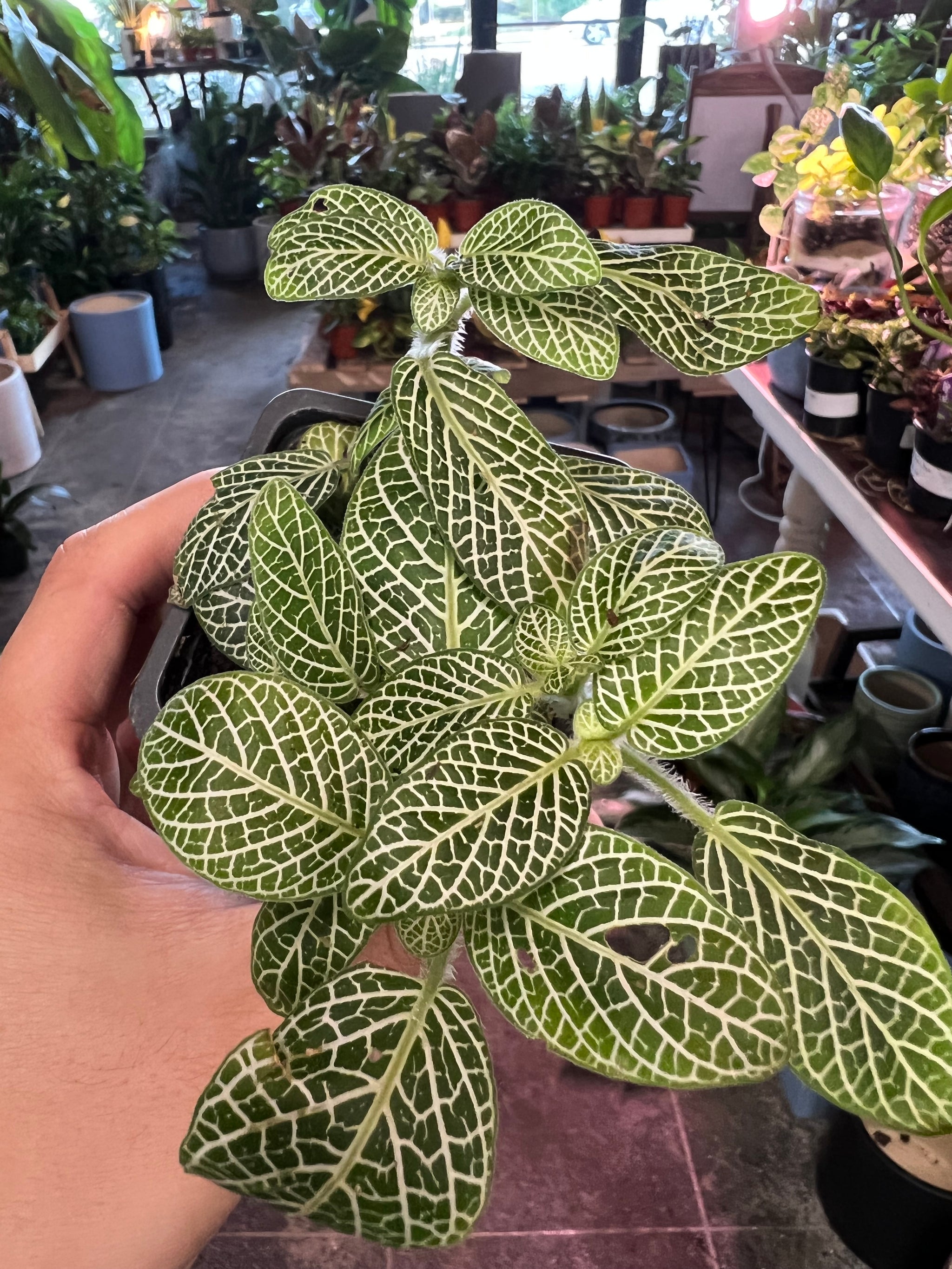 is fittonia an indoor plant Fittonia nerve plant Green easy to care indoor plant