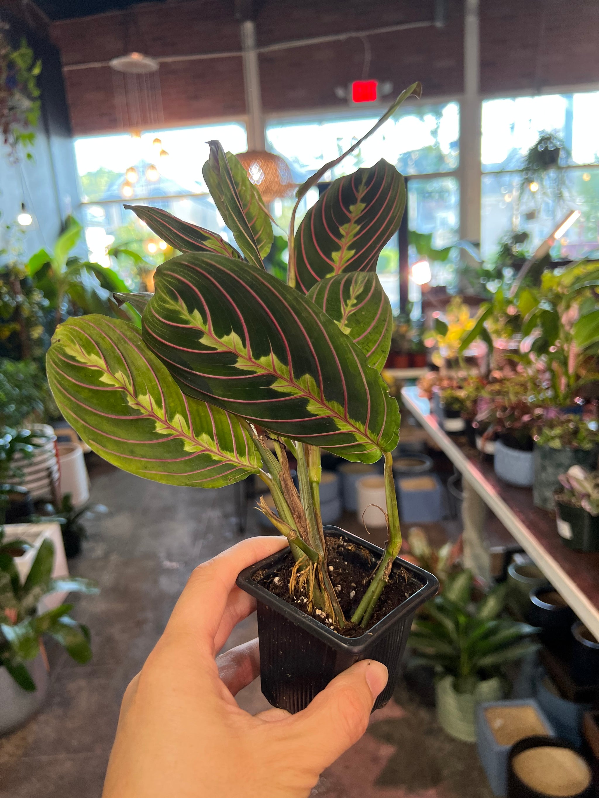 praying hands plant leaves turning yellow Prayer Plant 3" – UPshining