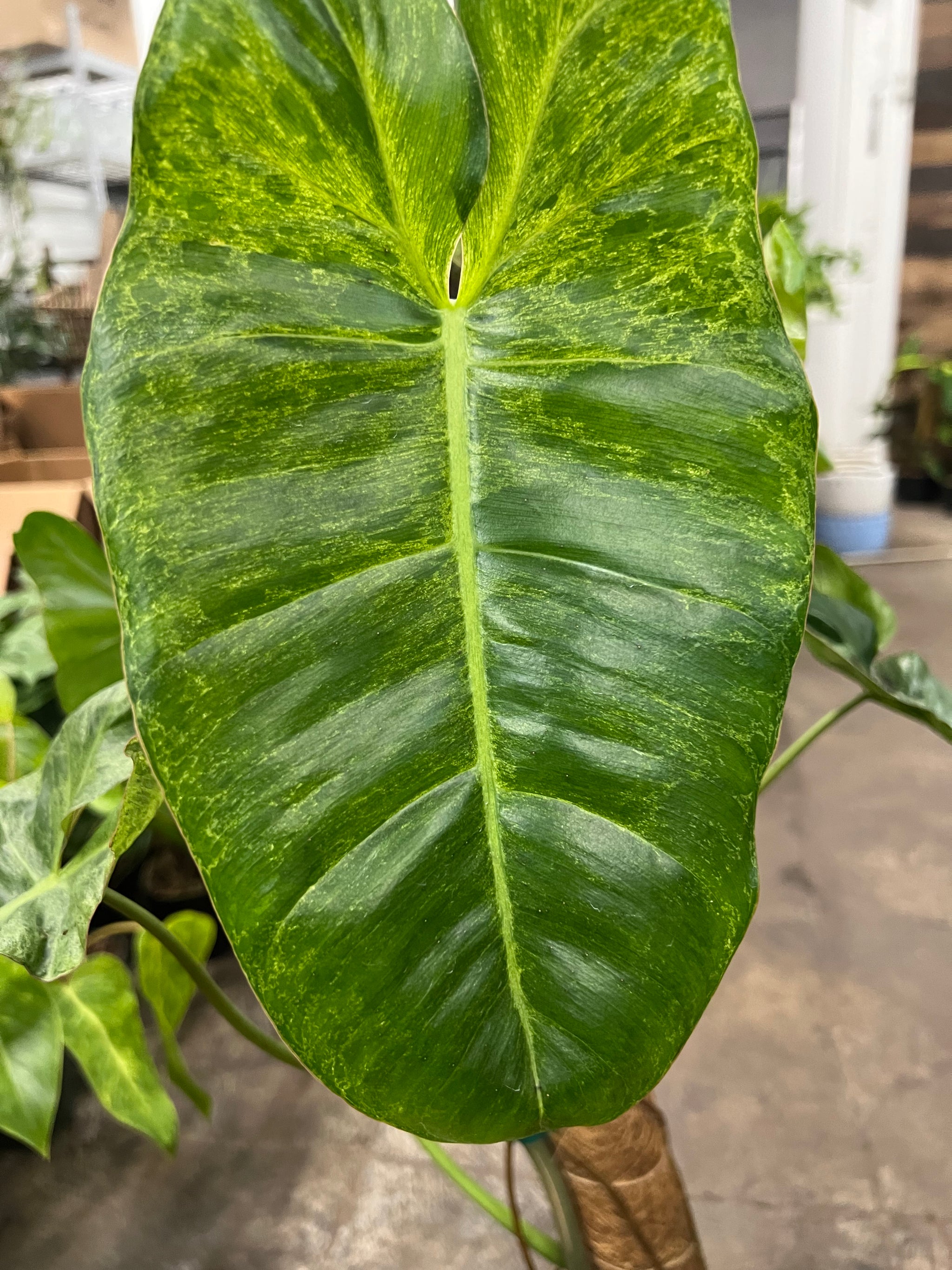 philodendron green paradise Philodendron Paraiso Verde 8" – UPshining