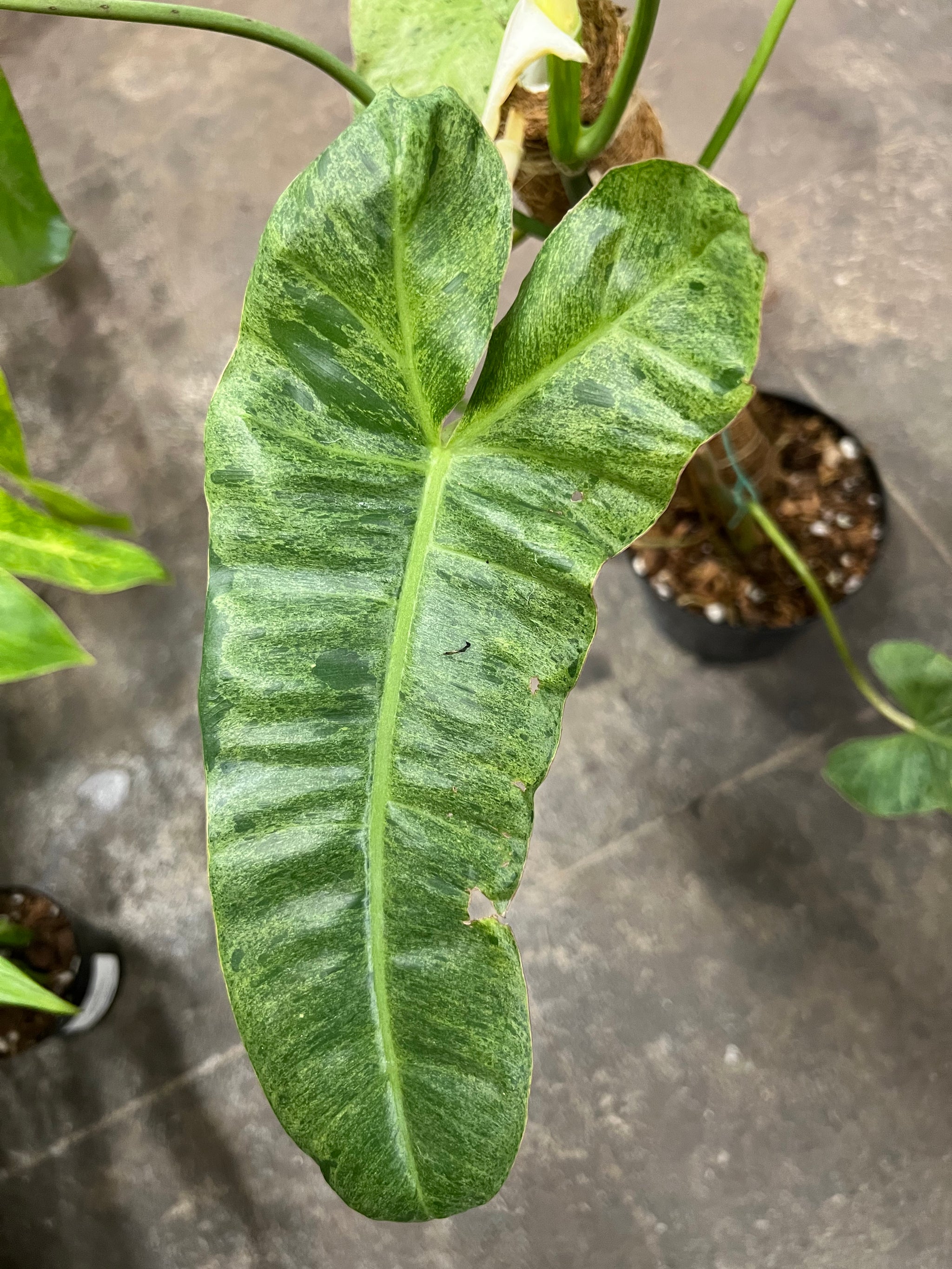 paraiso philodendron Philodendron Paraiso Verde 8" – UPshining