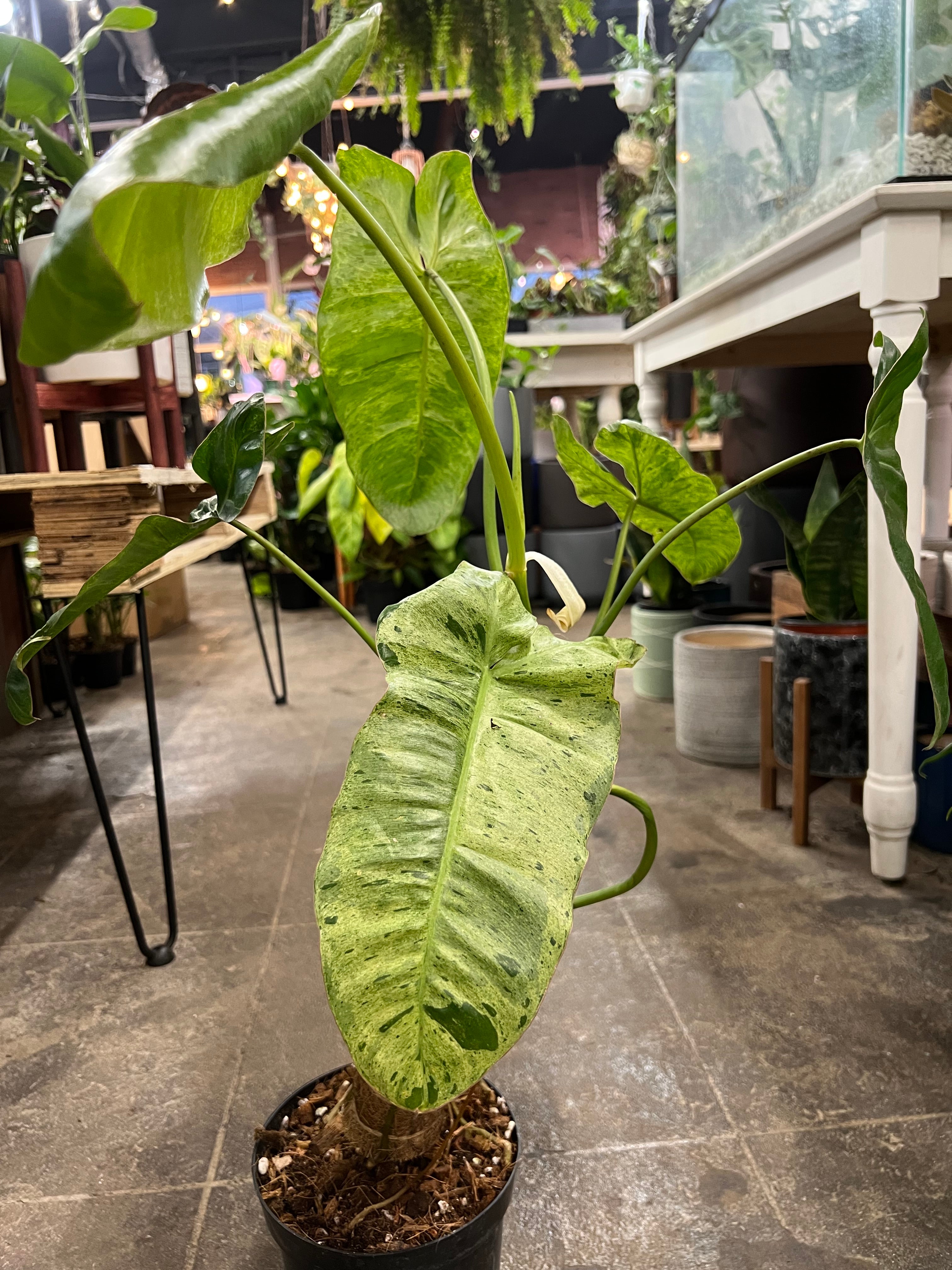 philodendron verde Philodendron Paraiso Verde 8"