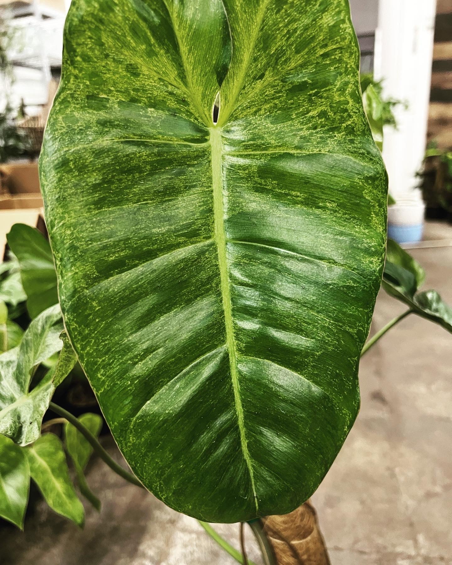 philodendron green paradise Philodendron Paraiso Verde 8" – UPshining