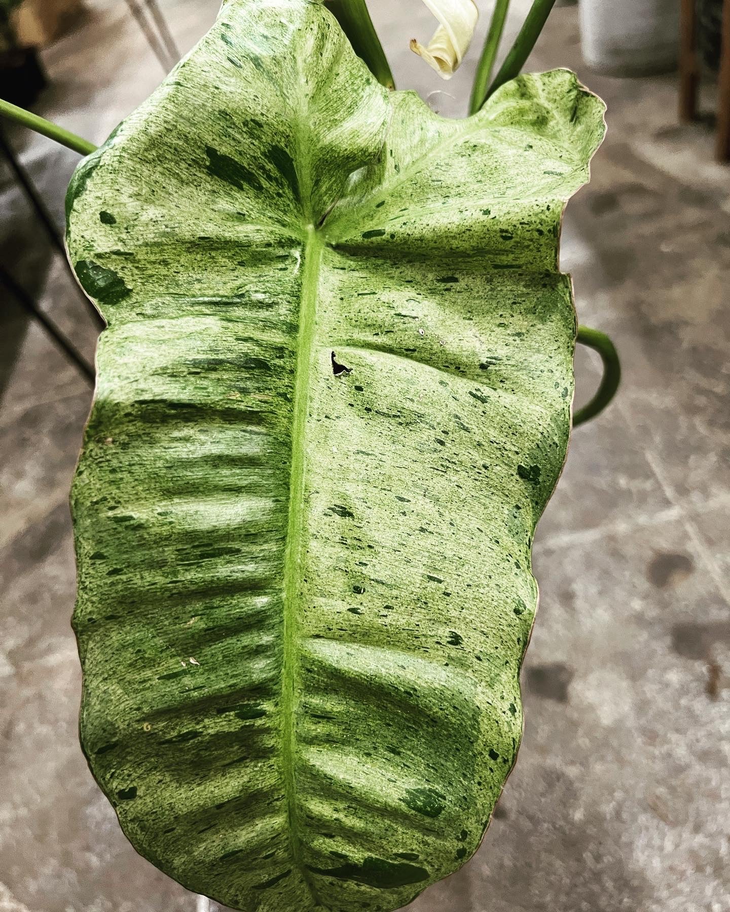 paraiso verde philodendron for sale Philodendron Paraiso Verde 8"