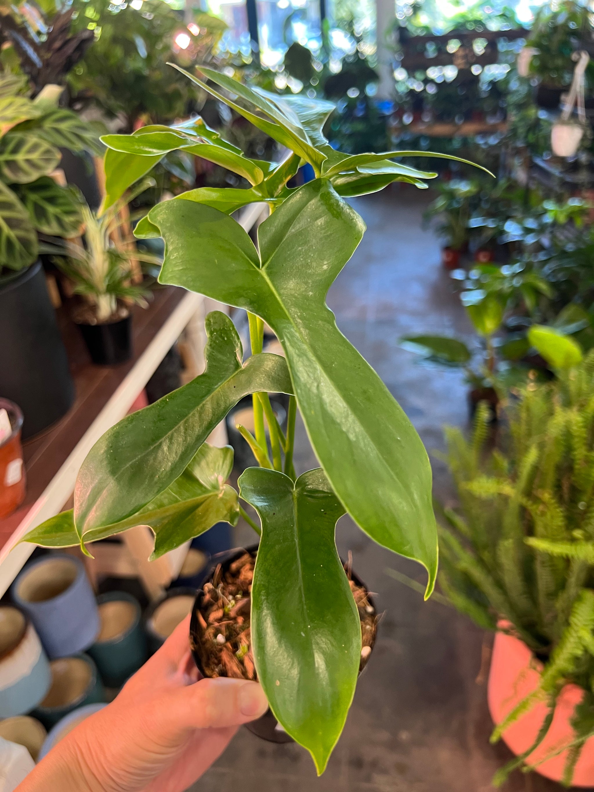glad hands philodendron care Philodendron Glad Hand 4" – UPshining