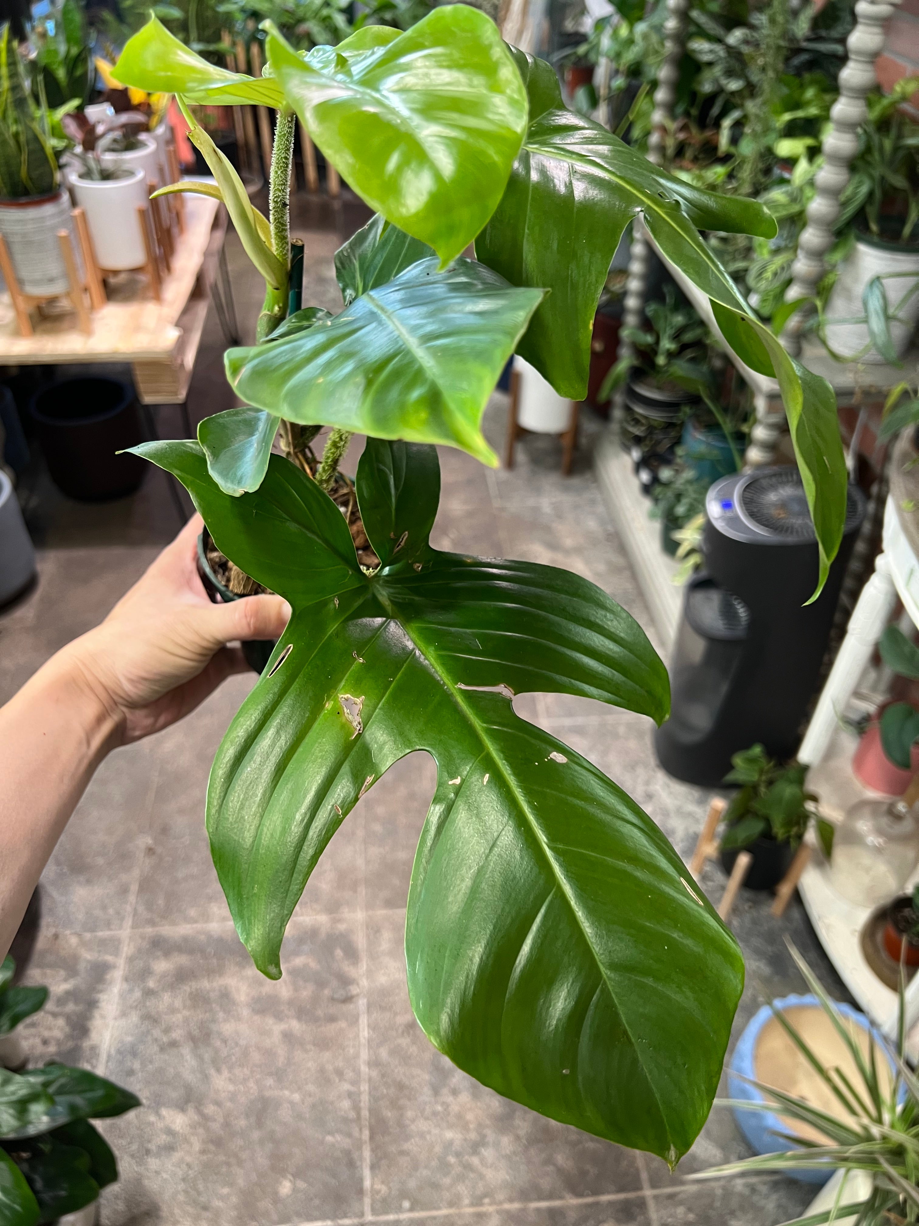 philodendron squamiferum variegated Philodendron Squamiferum 4" – UPshining