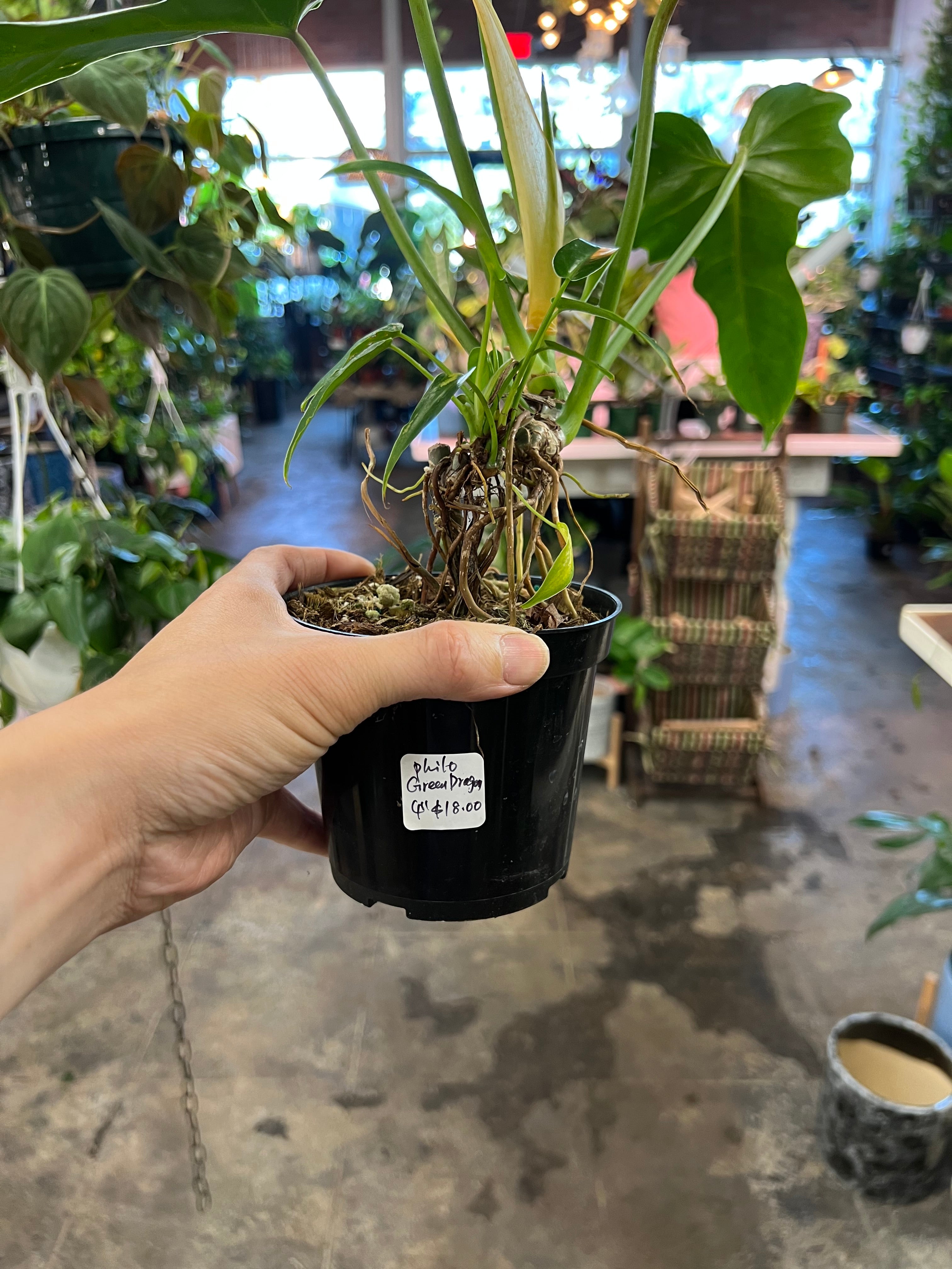 green dragon philodendron Philodendron Green Dragon 4" – UPshining