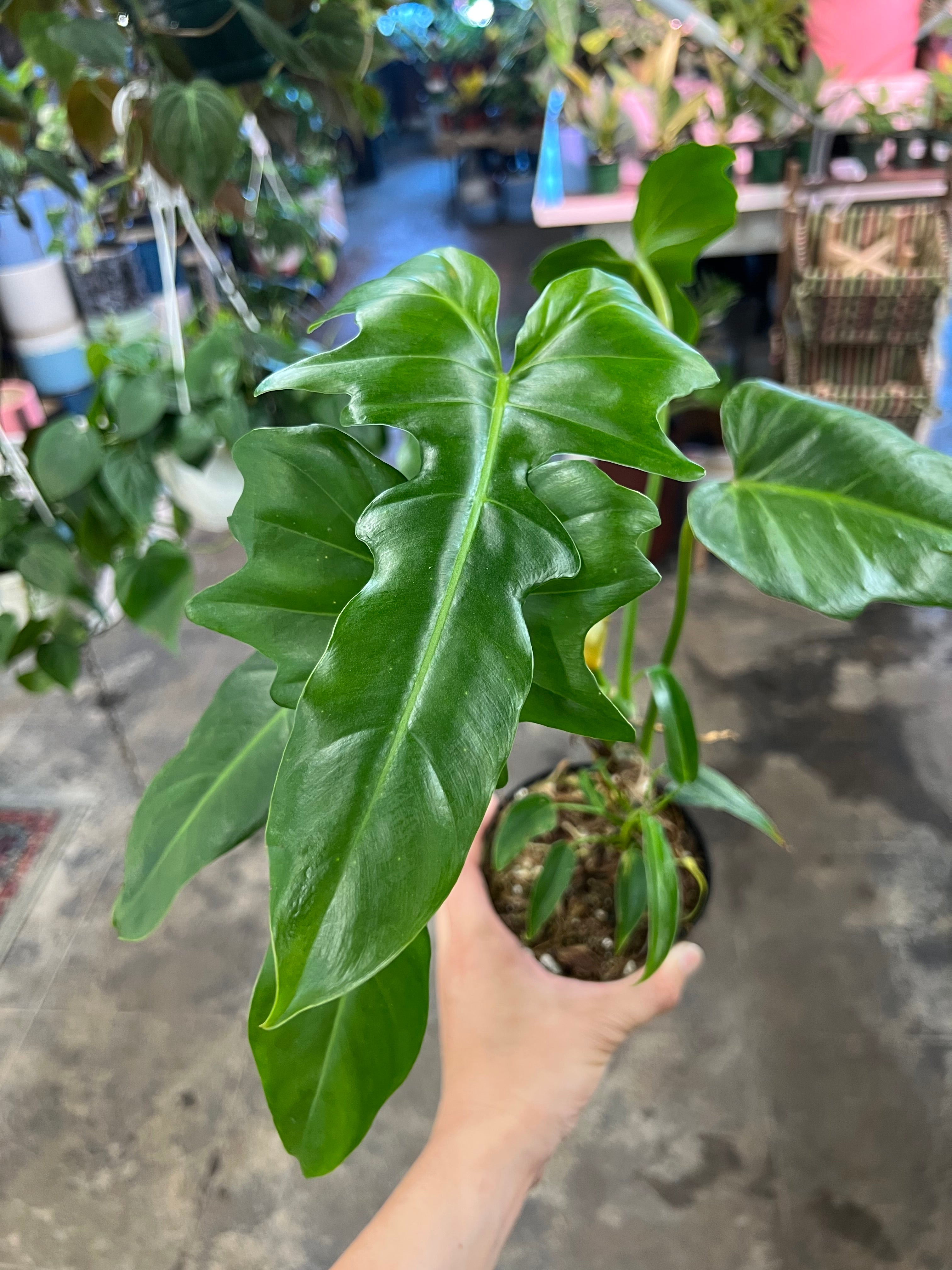philodendron dragon narrow Philodendron Green Dragon 4"