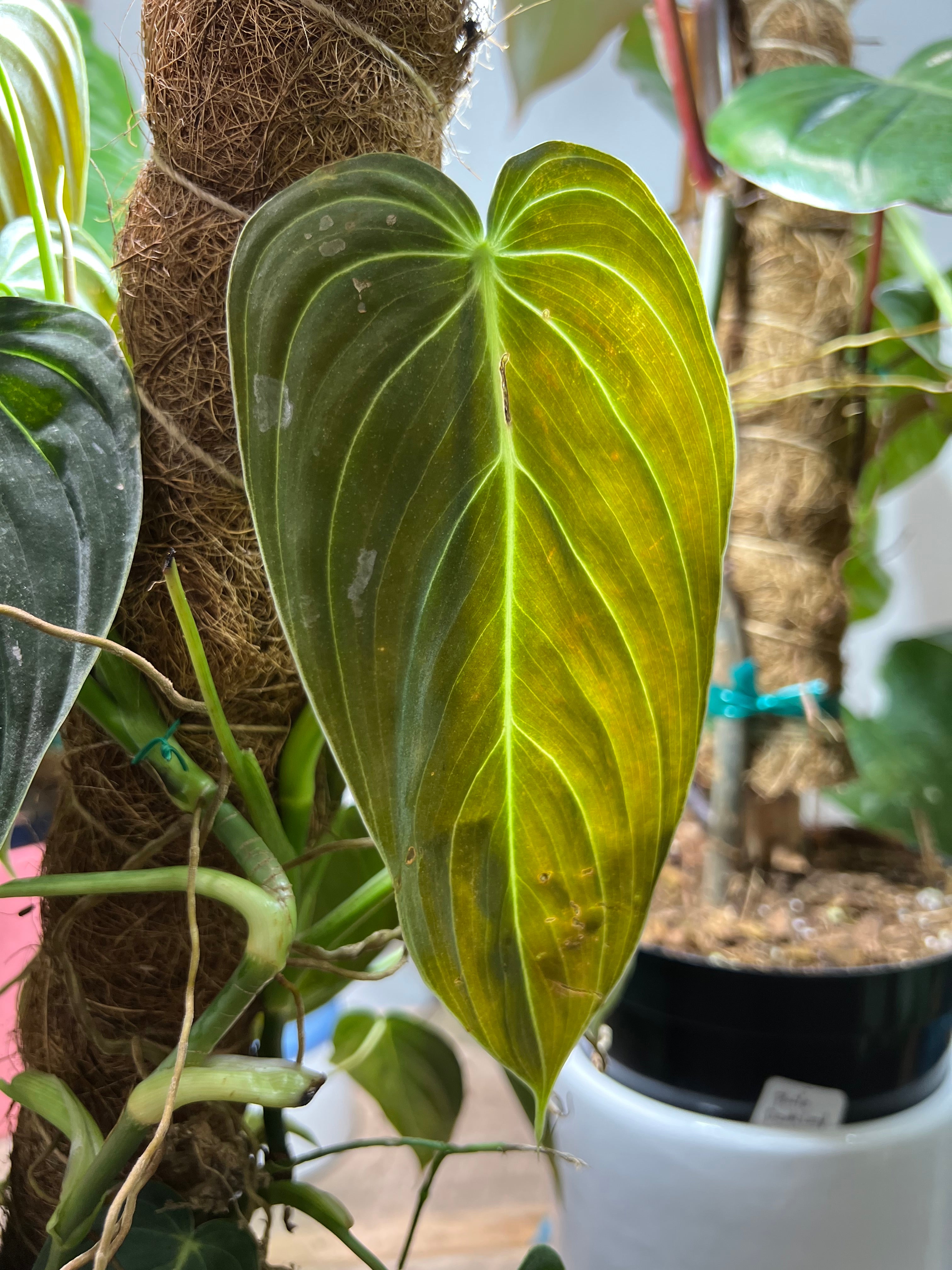 philodendron melanochrysum kopen Philodendron Melanochrysum 6"