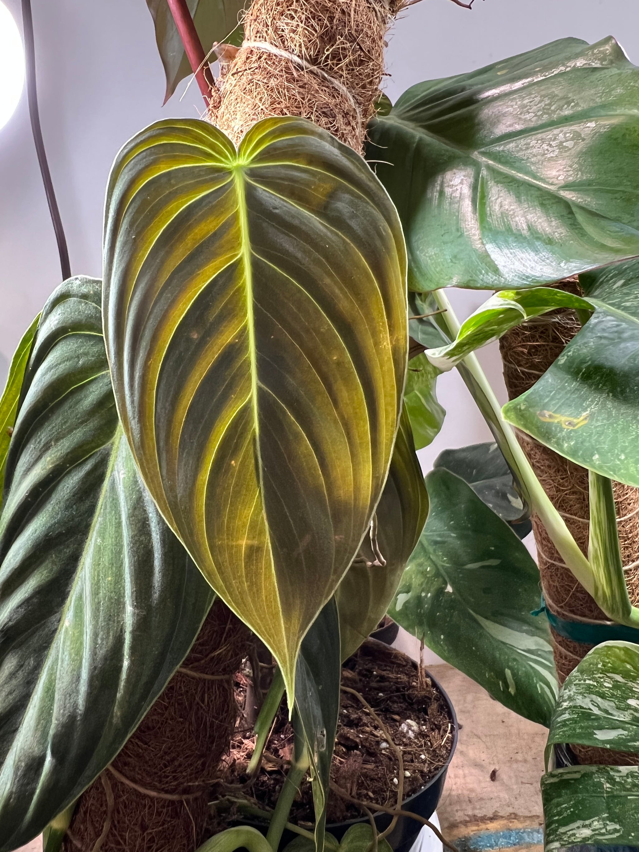 philodendron melanochrysum ebay Philodendron Melanochrysum 6"