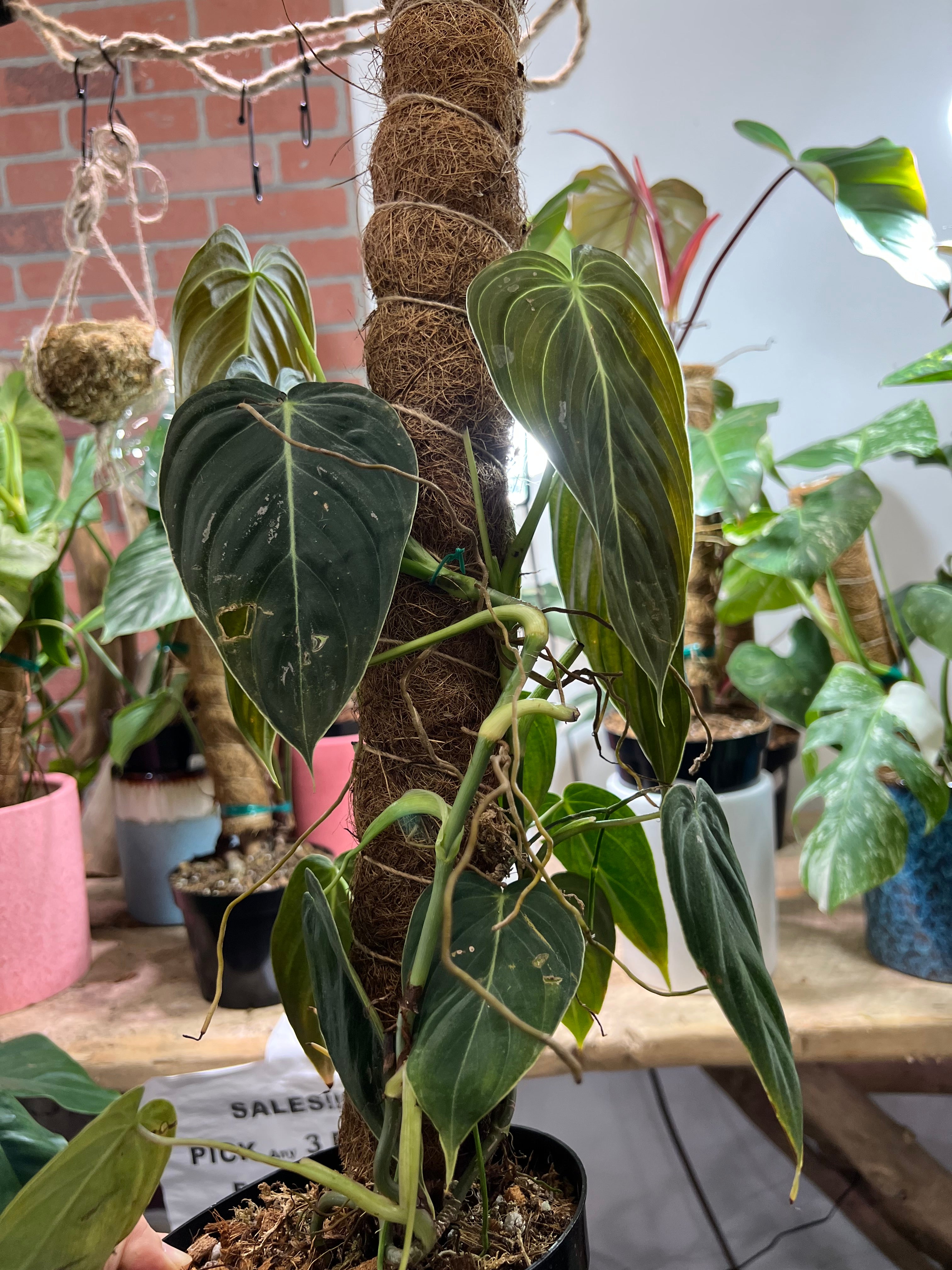 philodendron melanochrysum Philodendron Melanochrysum 6"
