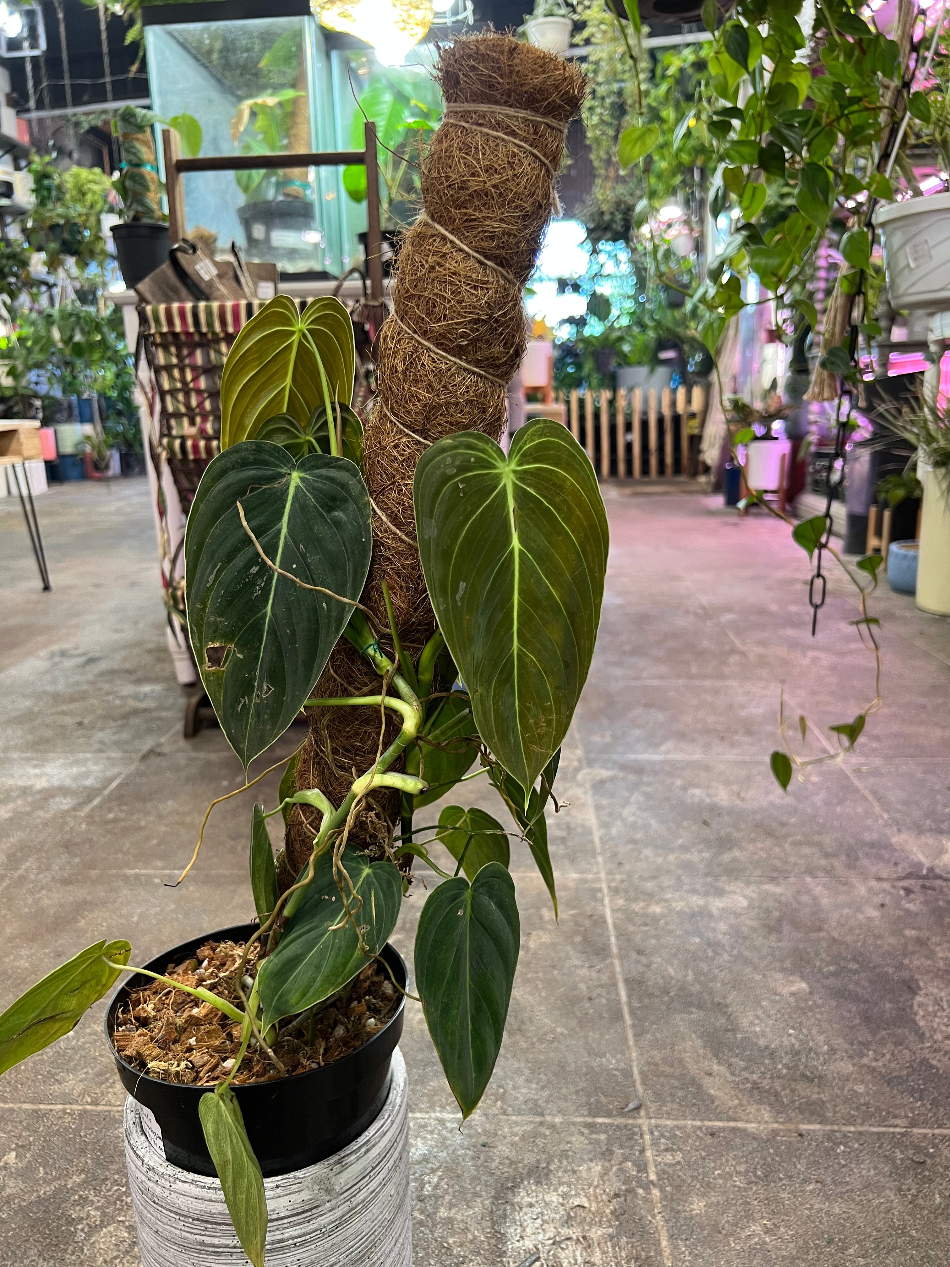 philodendron melanochrysum xl Philodendron Melanochrysum 6"