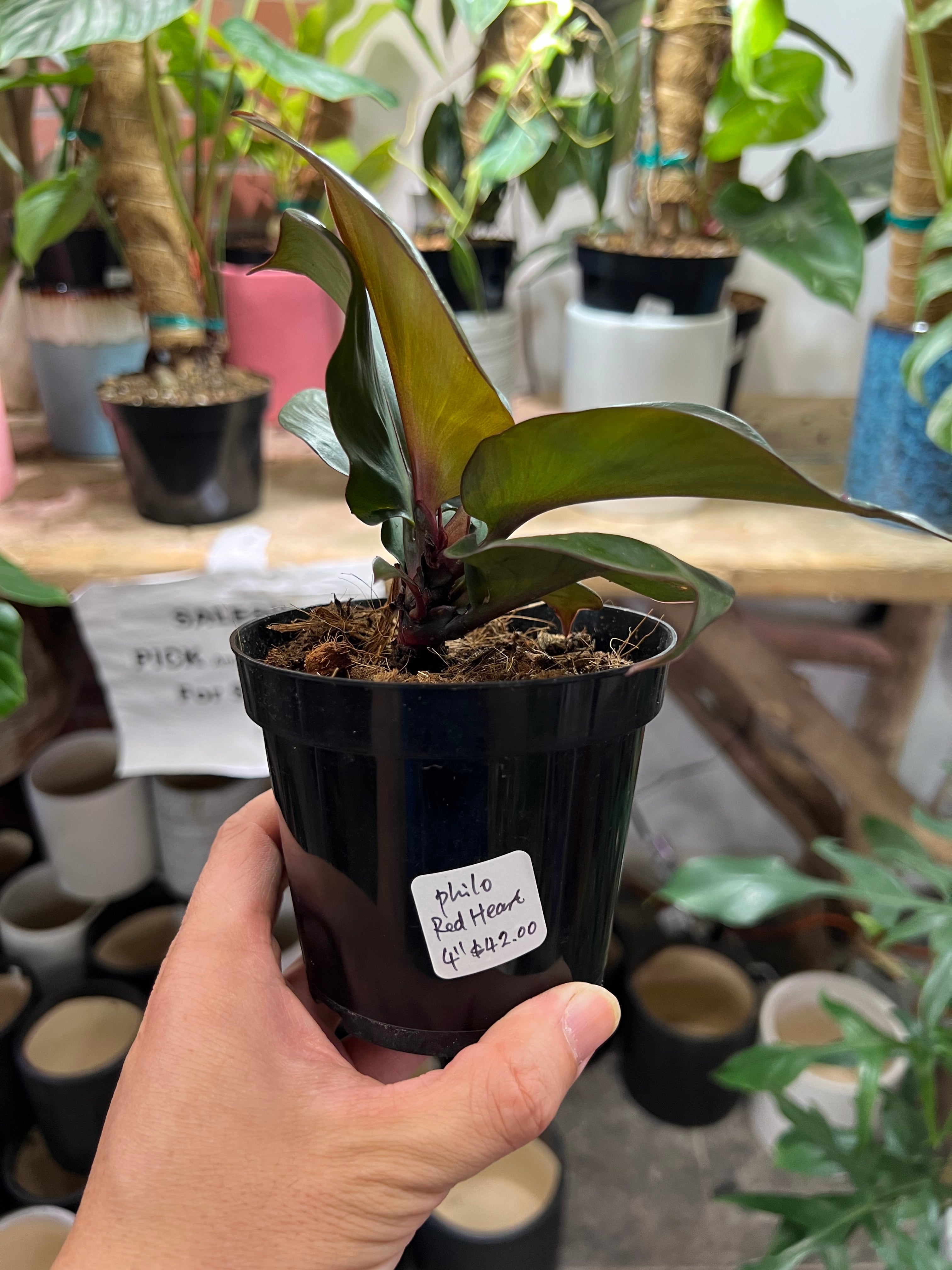 philodendron red heart for sale Philodendron Red Heart 4"