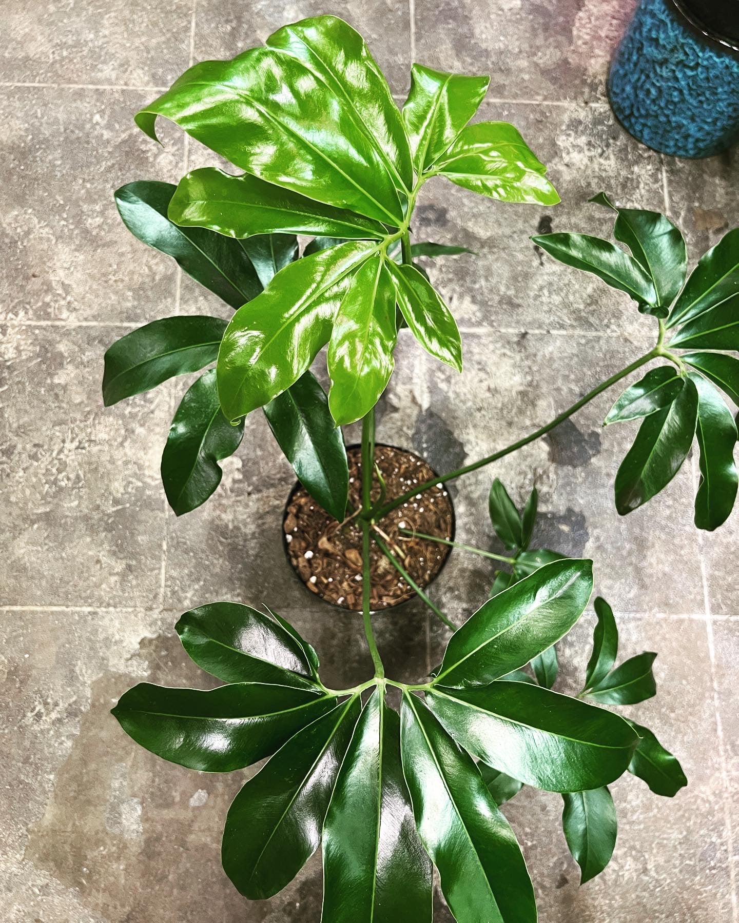 philodendron goeldii size Philodendron Goeldii 8" – UPshining
