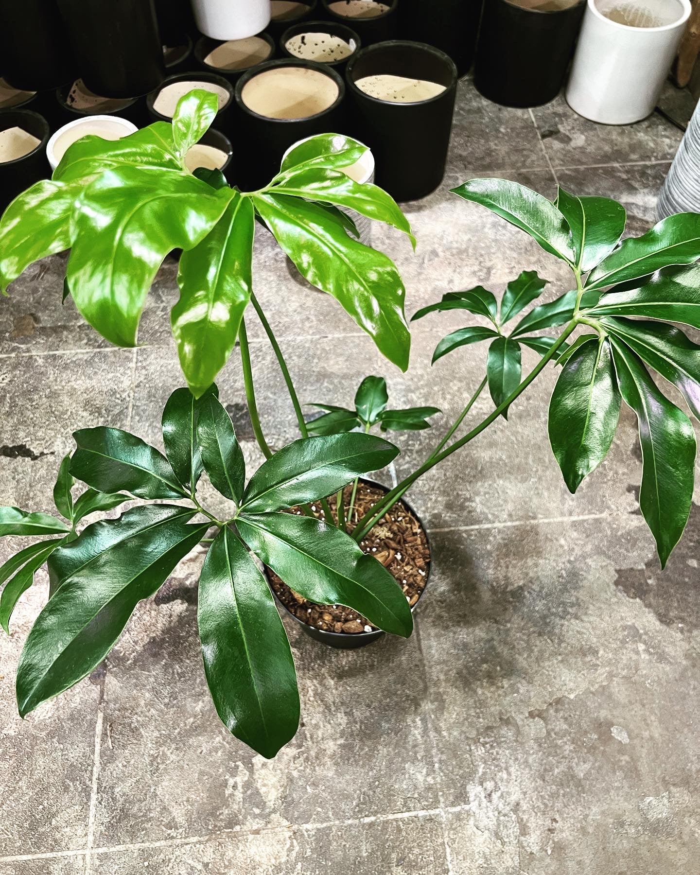 philodendron goeldii price Philodendron Goeldii 8" – UPshining