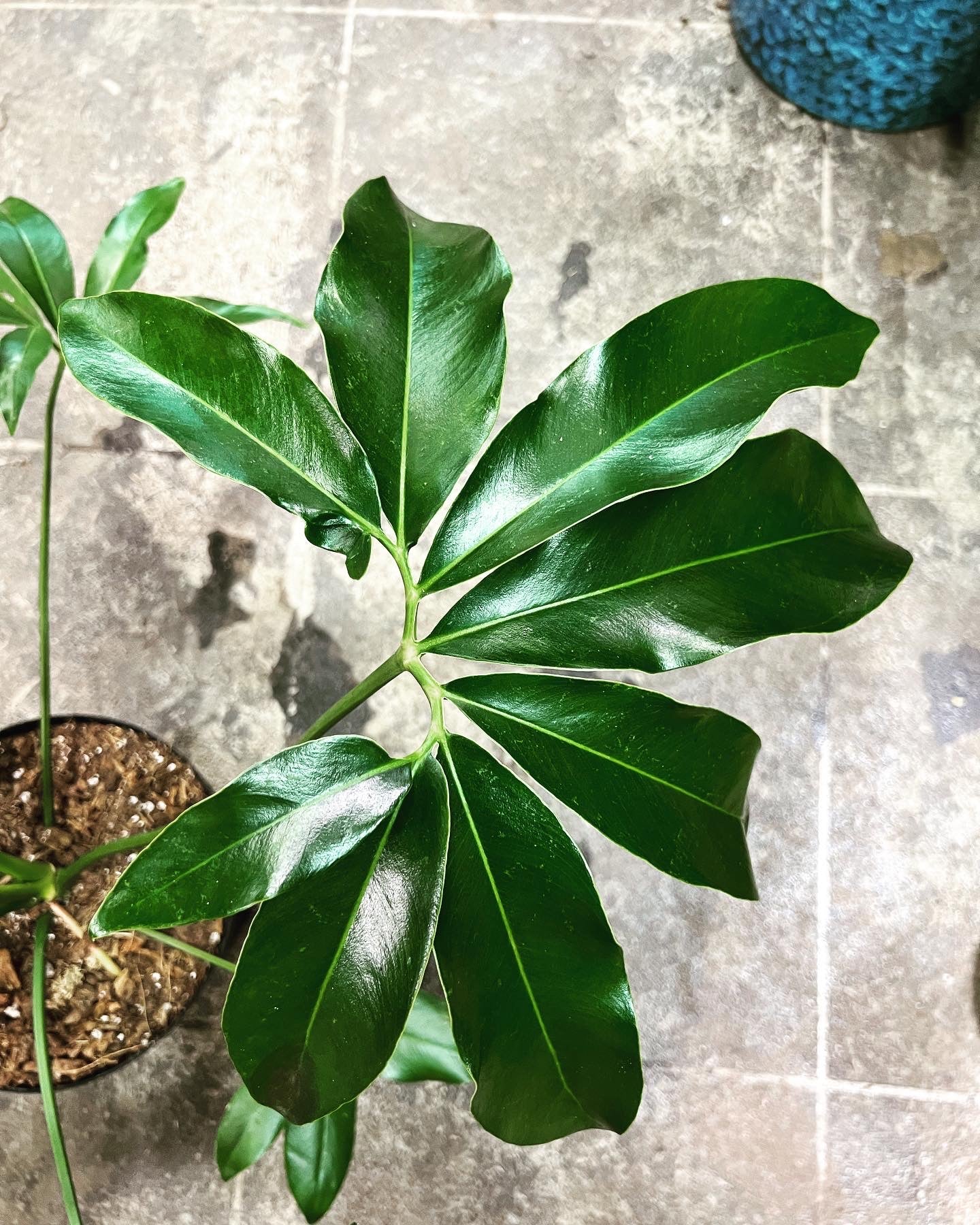 philodendron goeldii plant shipping Philodendron Goeldii 8" – UPshining