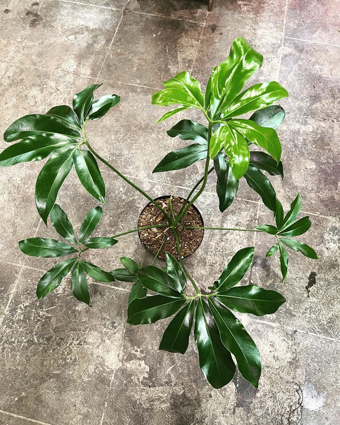 philodendron goeldii plant shipping Philodendron Goeldii 8" – UPshining