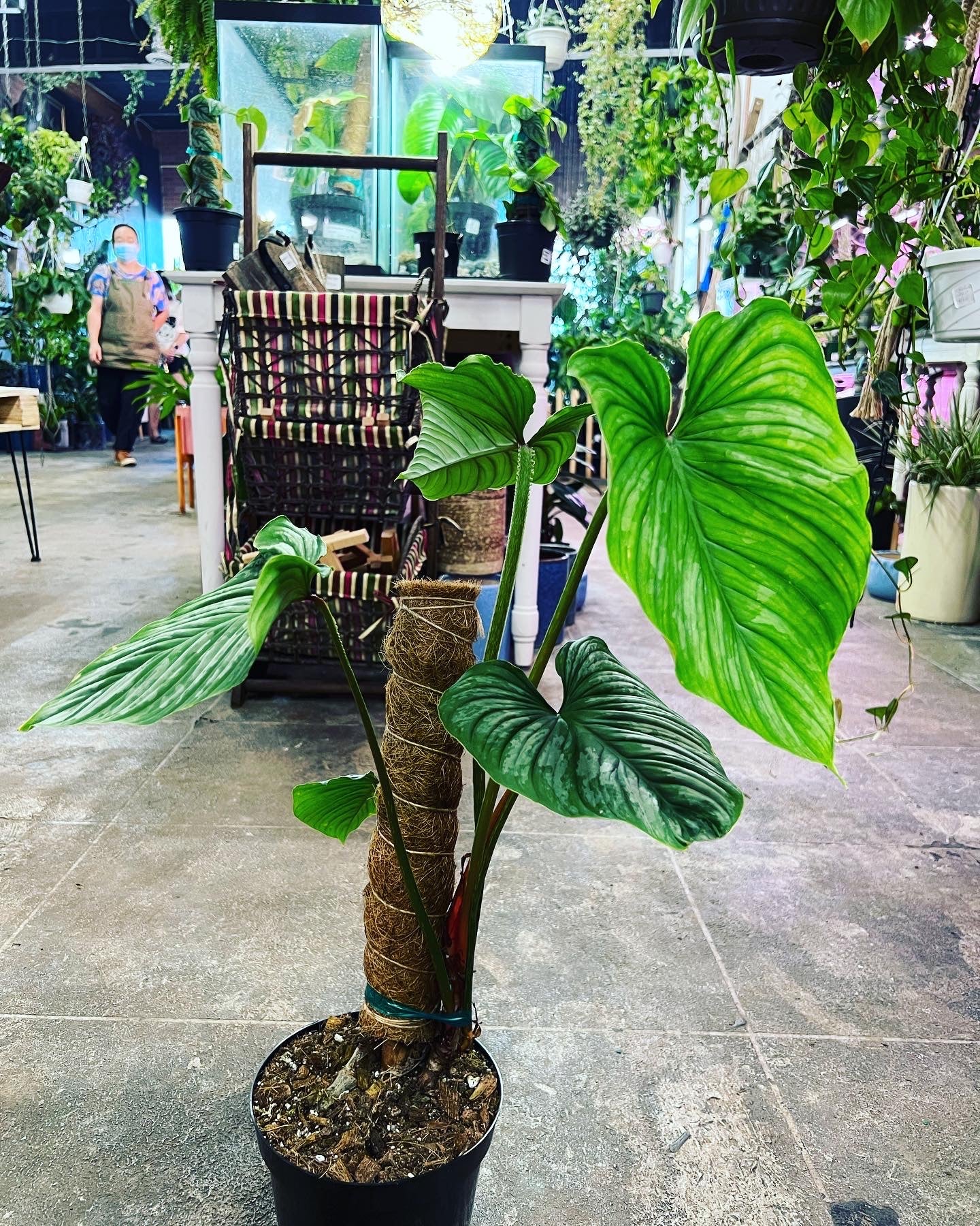 philodendron plowmanii for sale Philodendron Plowmanii 6" – UPshining