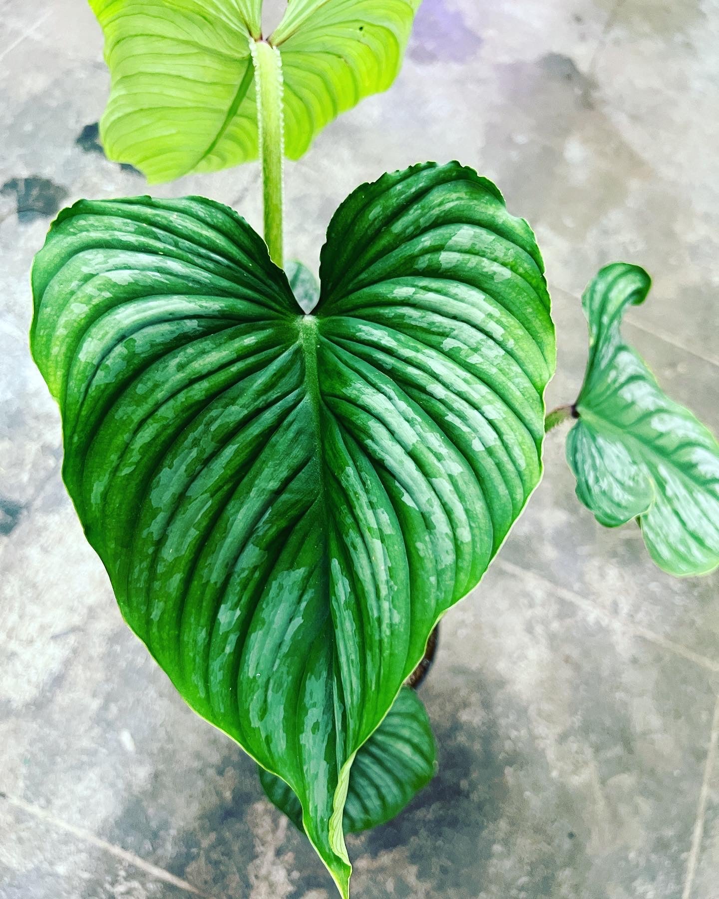 philodendron plowmanii Philodendron Plowmanii 6" – UPshining