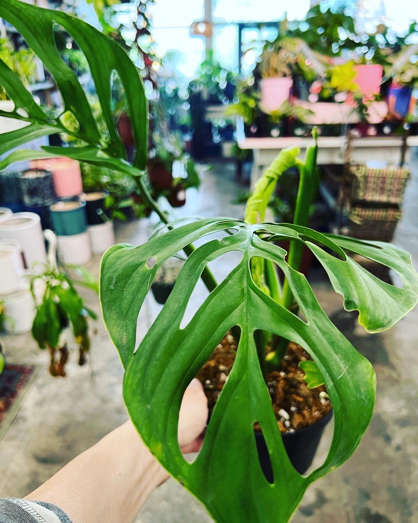 monstera adansonii esqueleto Monstera Esqueleto 6"