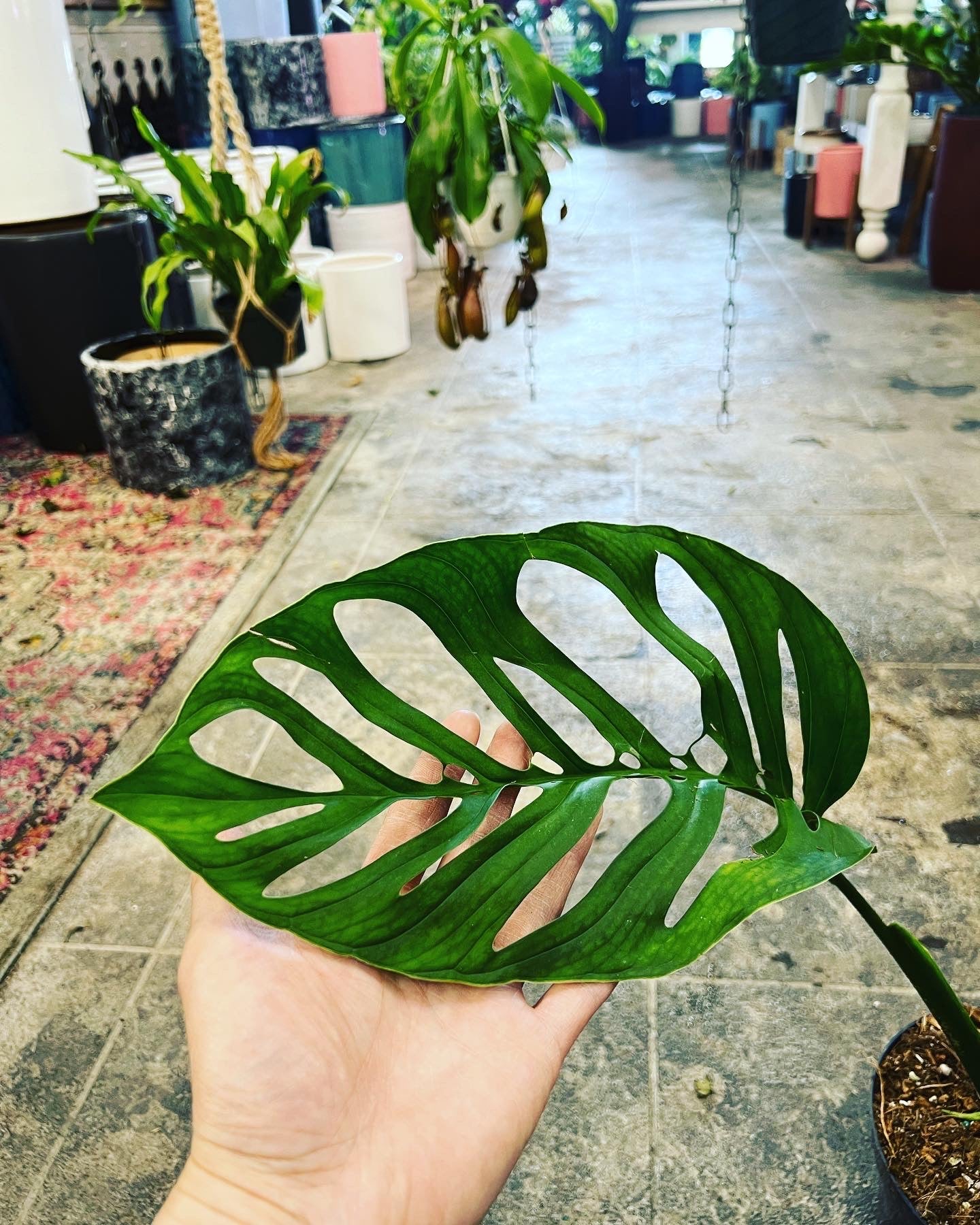monstera esqueleto for sale Monstera Esqueleto 6"