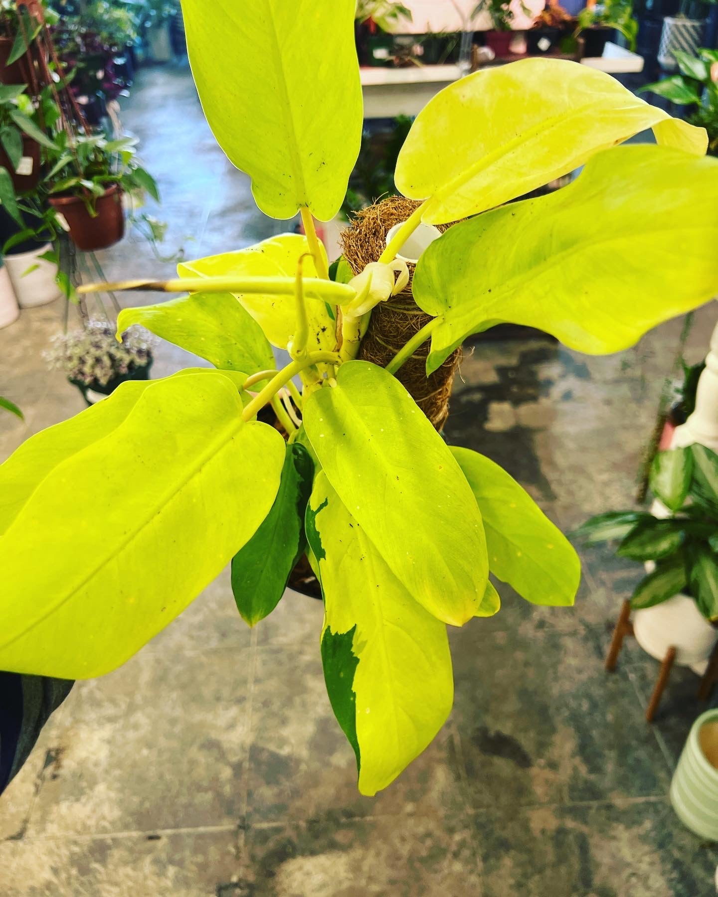 philodendron golden sunrise Philodendron Thai Sunrise 6"
