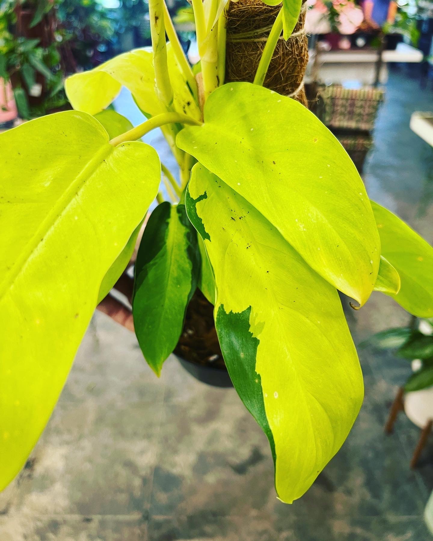 philodendron tropical sunrise Philodendron Thai Sunrise 6" – UPshining