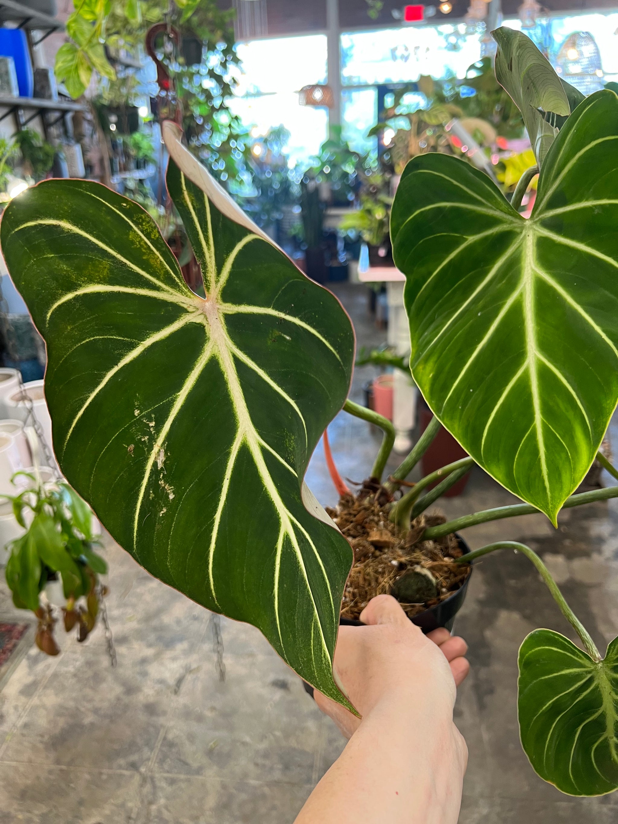 philodendron gloriosum platinum Philodendron Gloriosum Silver 6" – UPshining