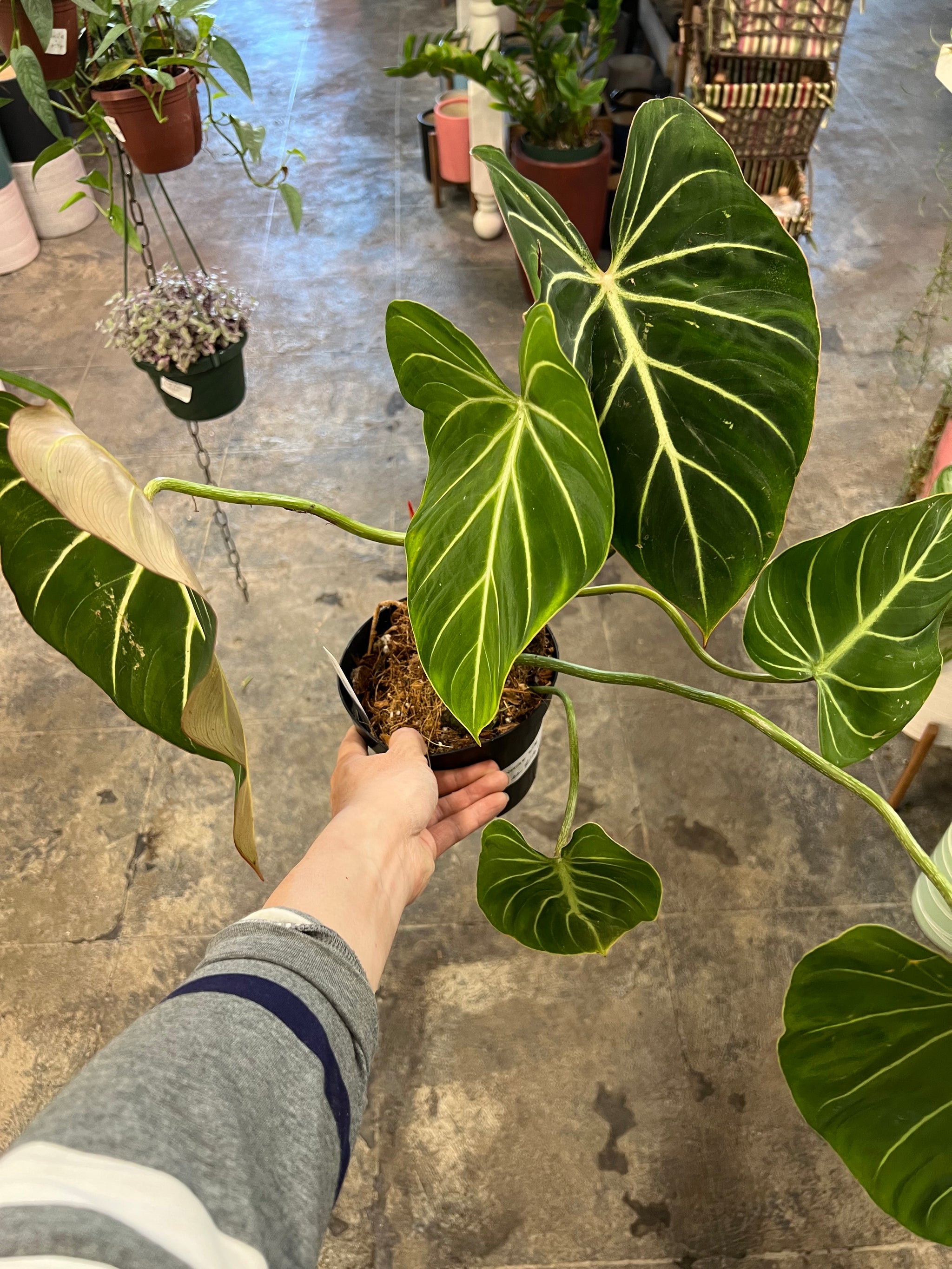 gorman philodendron silk top Philodendron Gloriosum Silver 6" – UPshining
