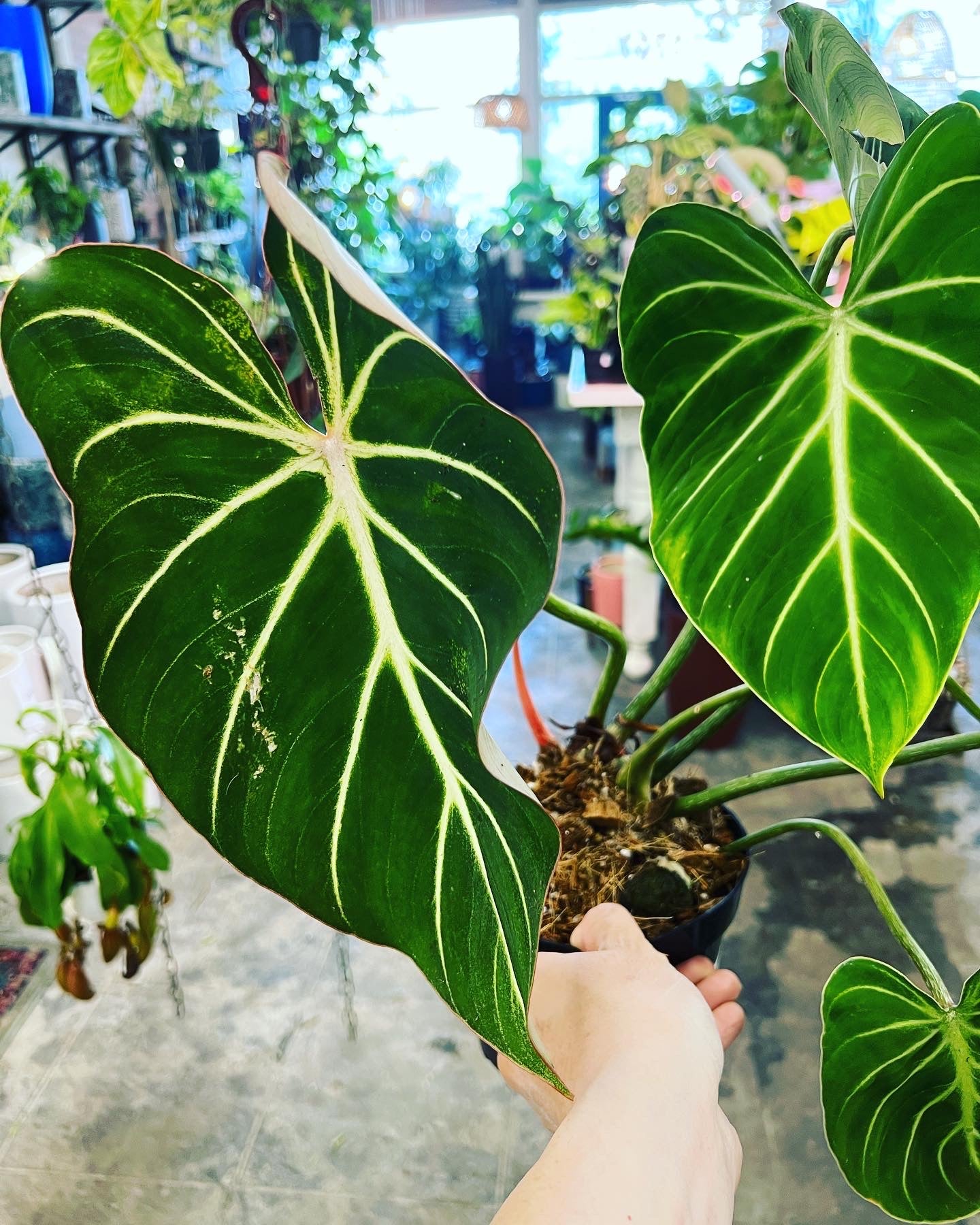 philodendron gloriusum Philodendron Gloriosum Silver 6"