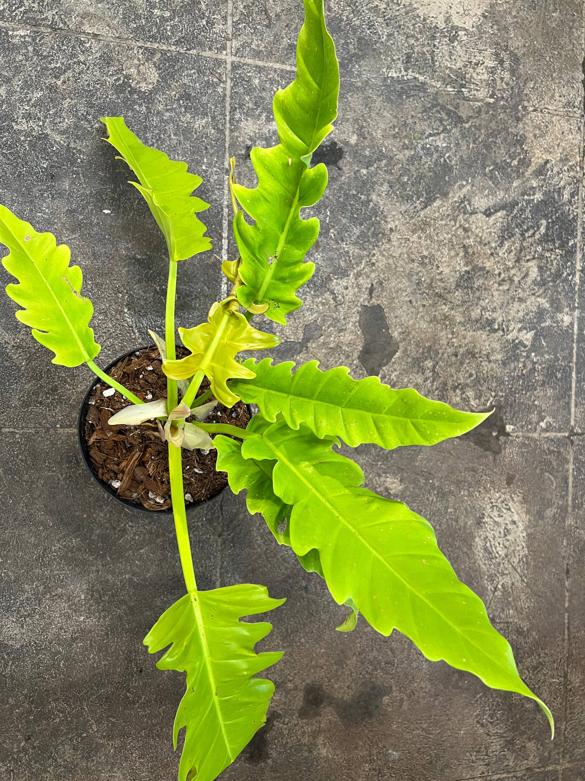 philodendron gordon's gold Philodendron Golden Crocodile – UPshining