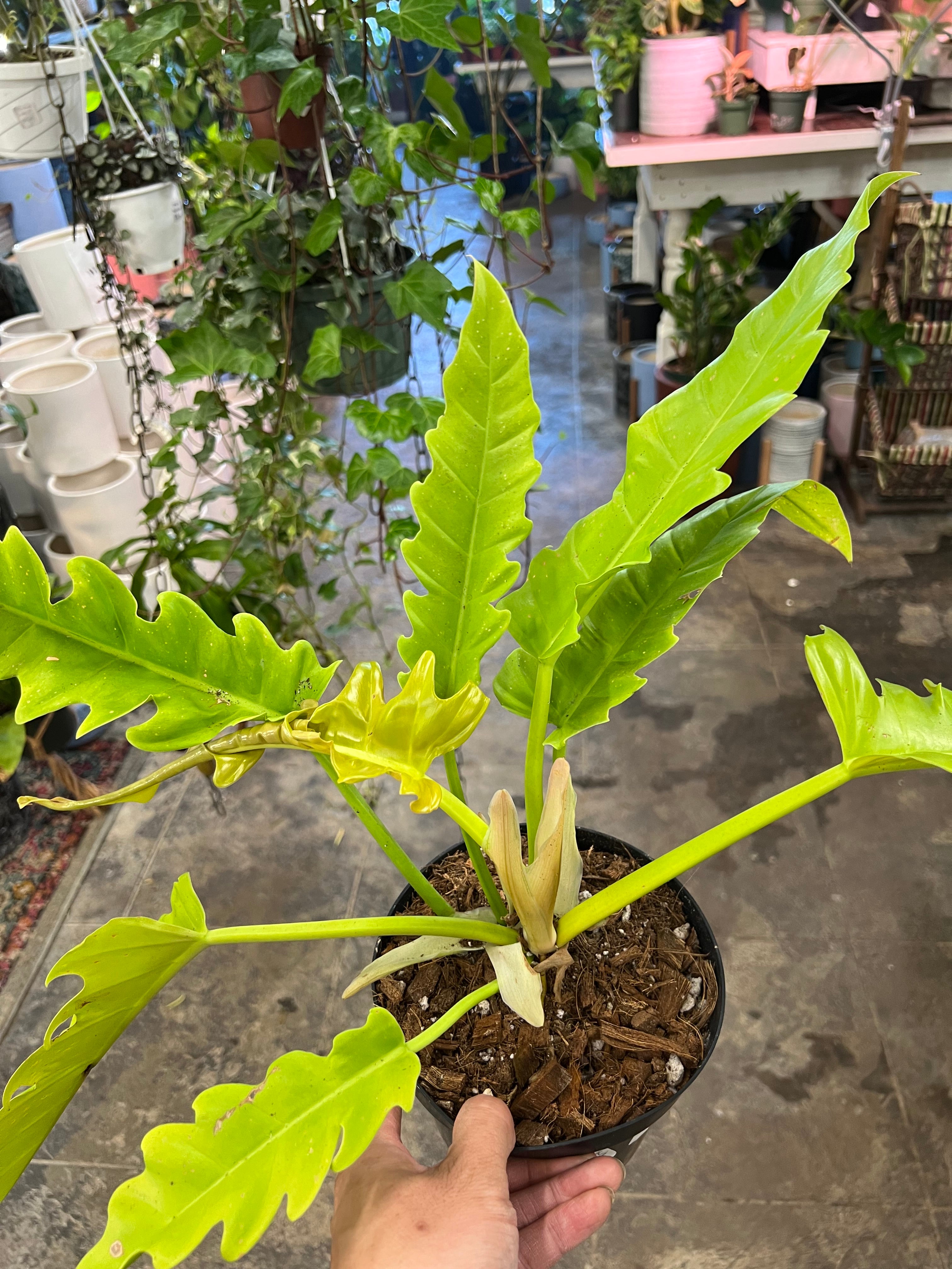 philodendron crocodile tail Philodendron Golden Crocodile – UPshining