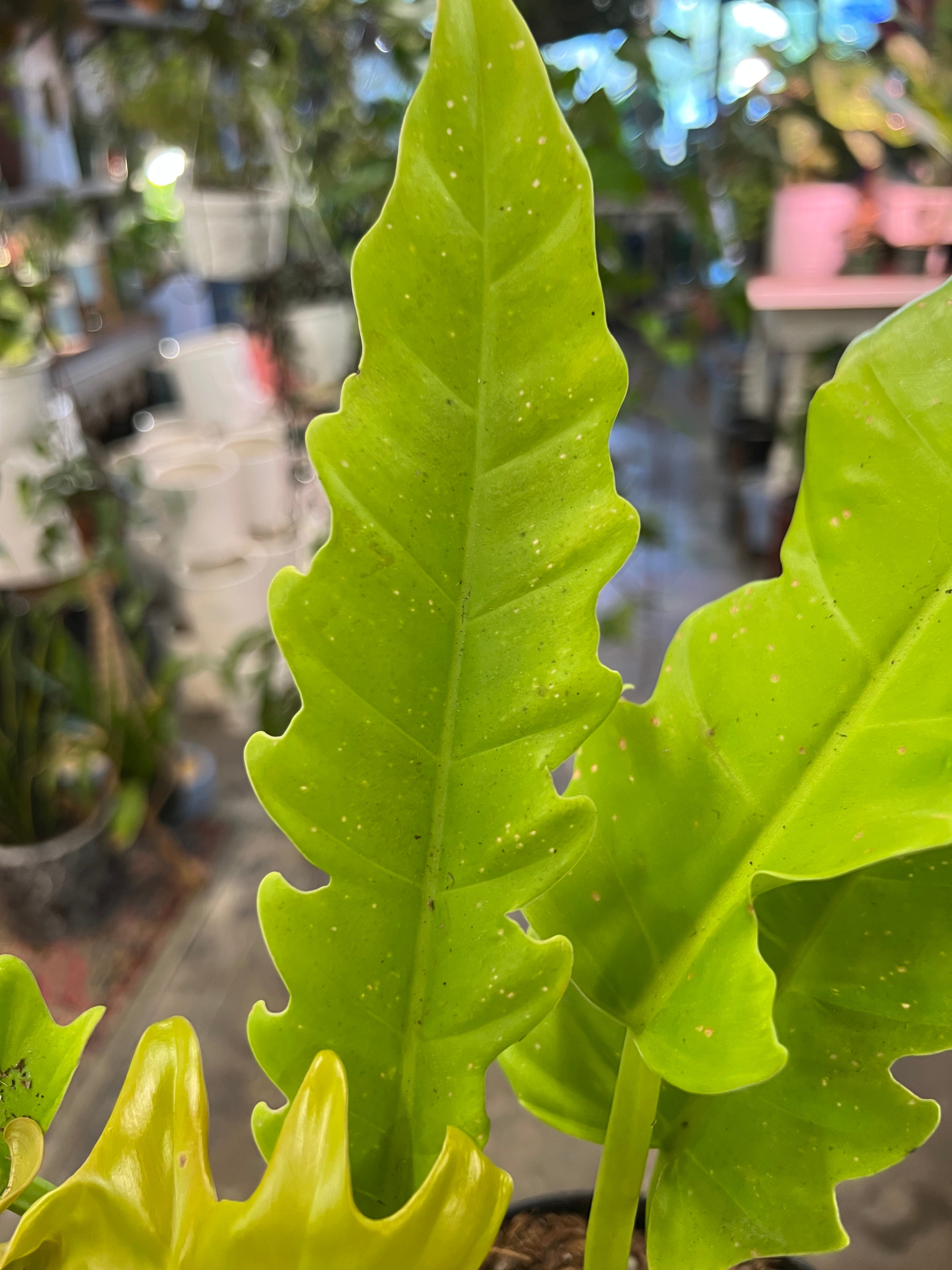 philodendron golden saw crocodile Philodendron Golden Crocodile