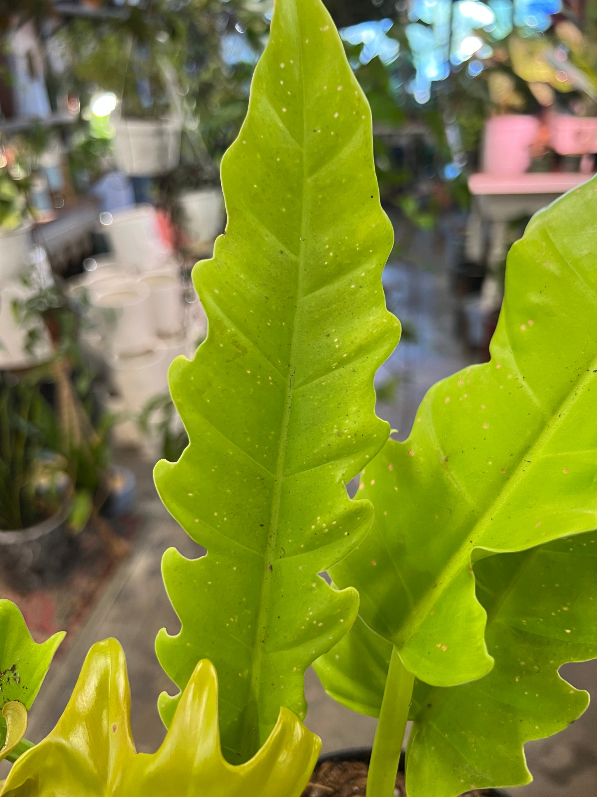 philodendron crocodile tail Philodendron Golden Crocodile – UPshining