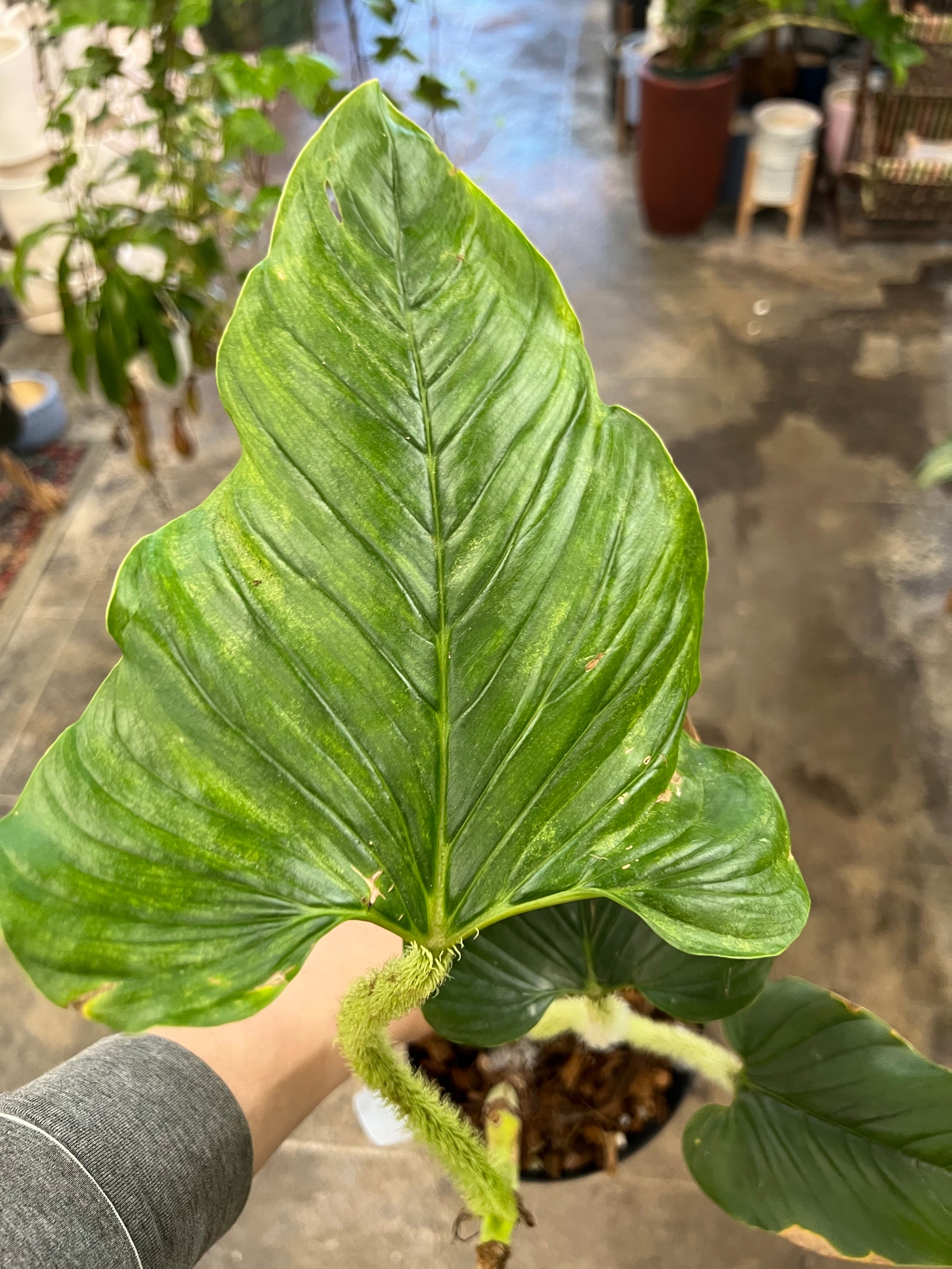 philodendron serpens price Philodendron Serpens 6" – UPshining