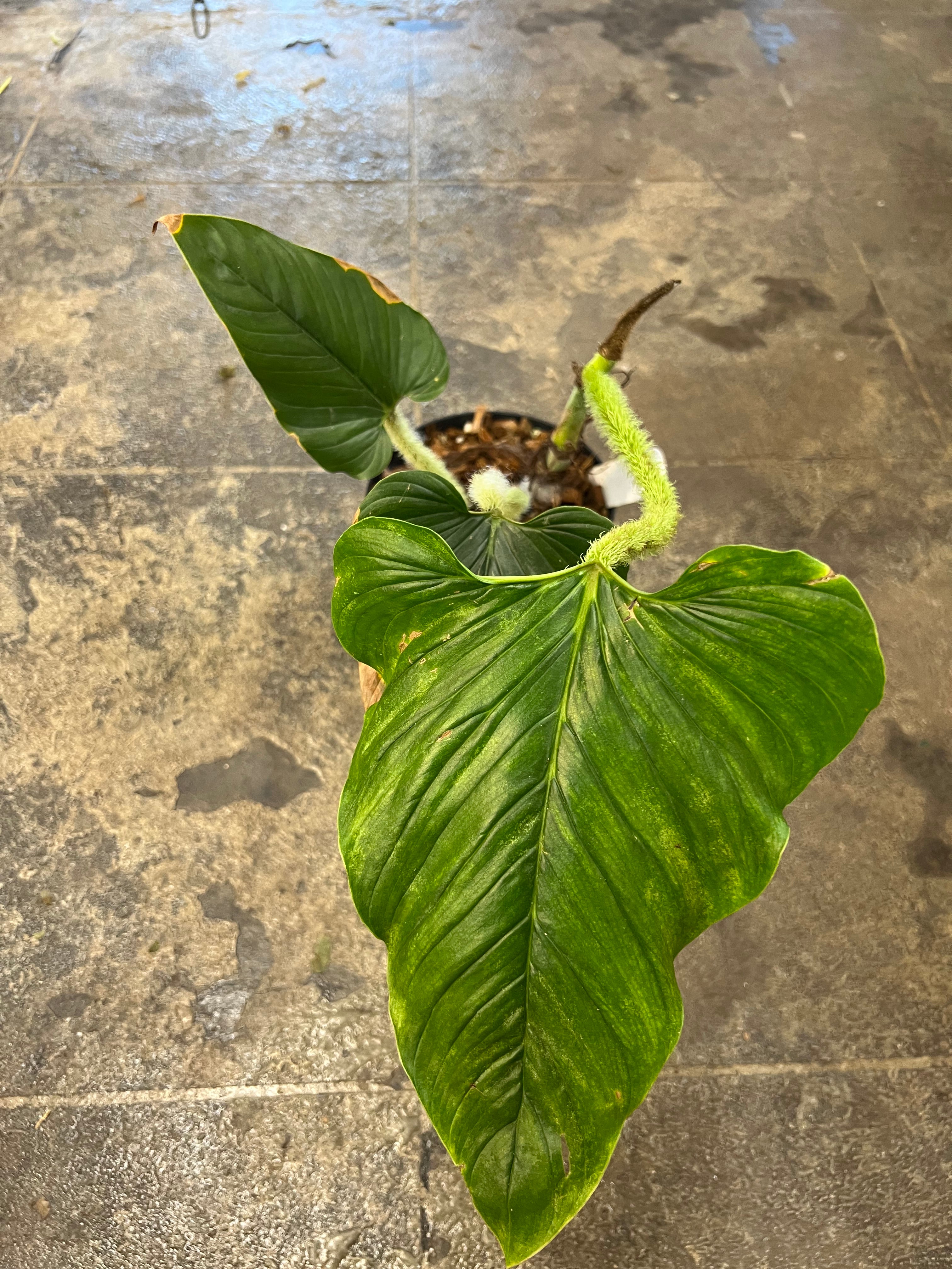 philodendron serpens care Philodendron Serpens 6" – UPshining