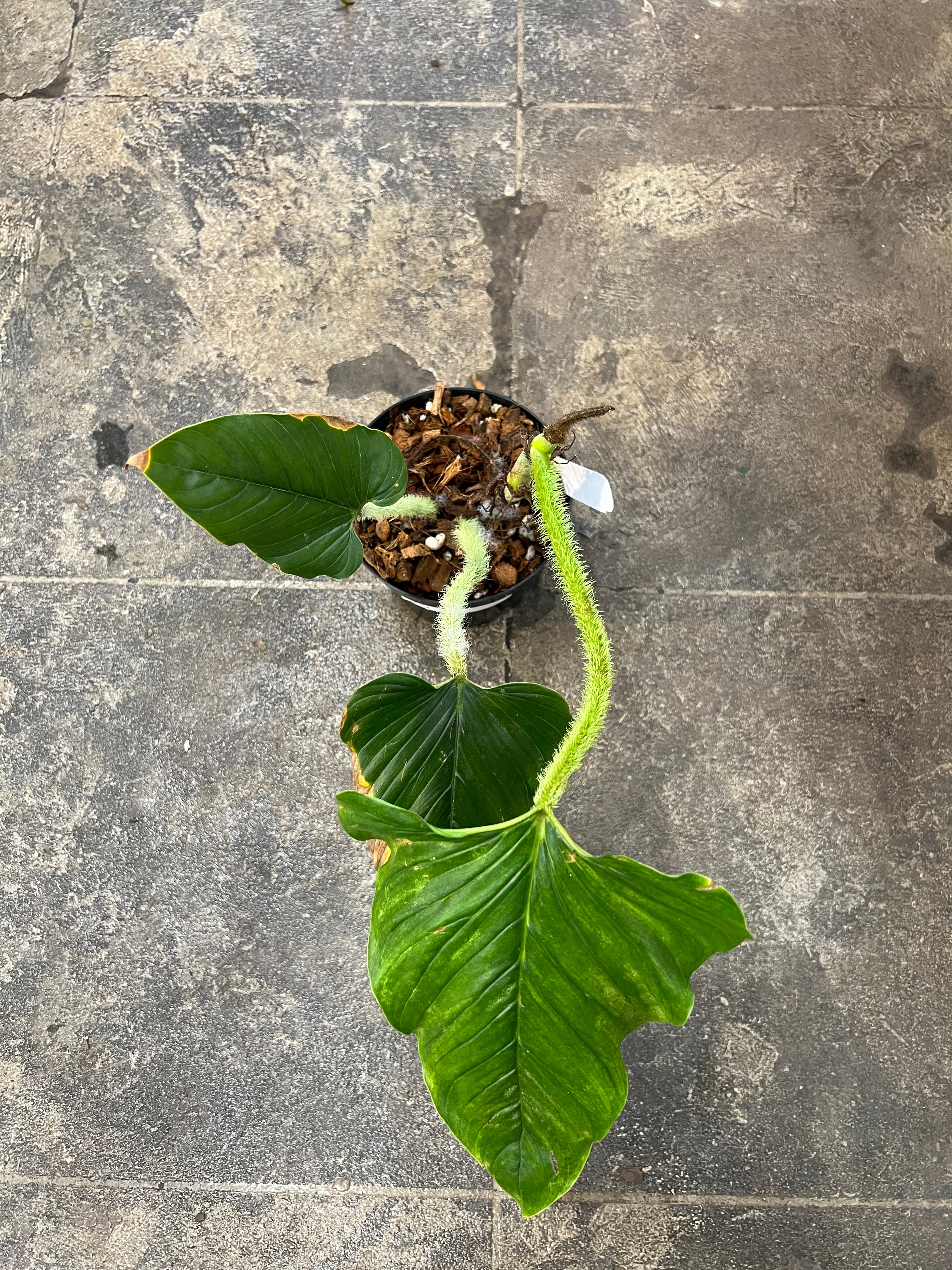 philodendron serpens for sale Philodendron Serpens 6" – UPshining