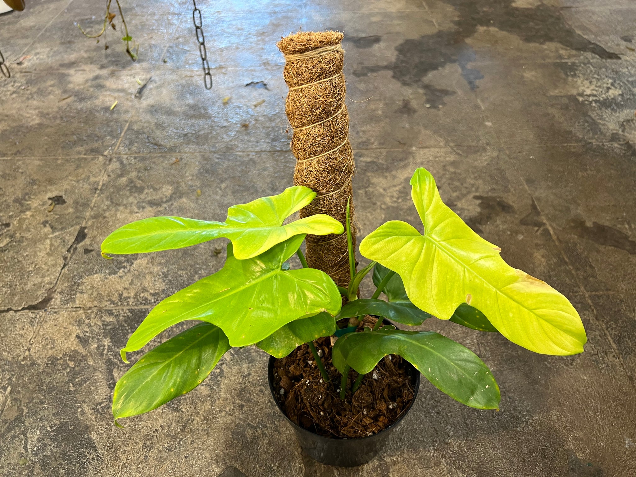 philodendron bipinnatifidum soil Philodendron Bipinnatifidum Aurea 6" – UPshining